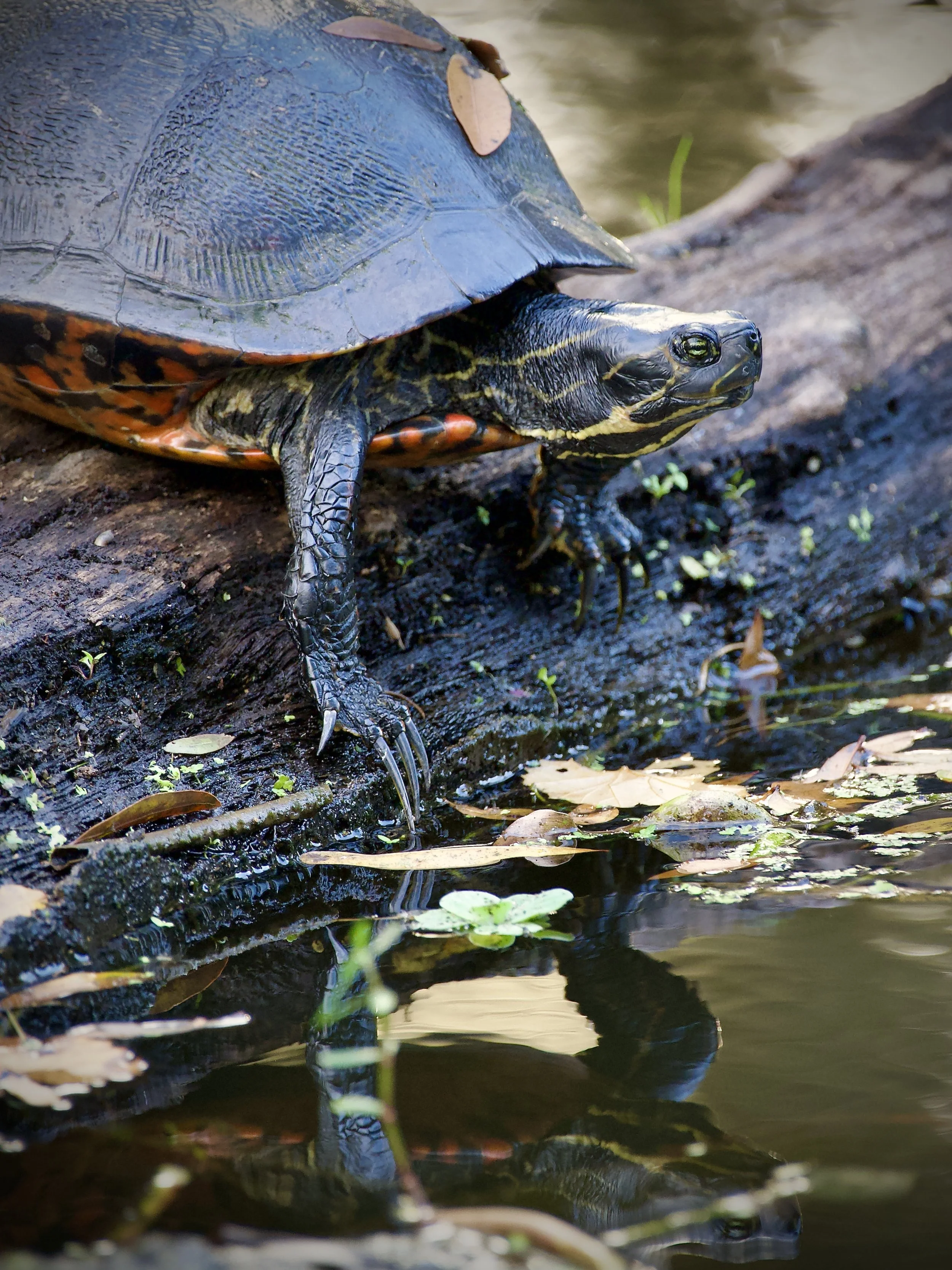 Pensive Lakeland cooter