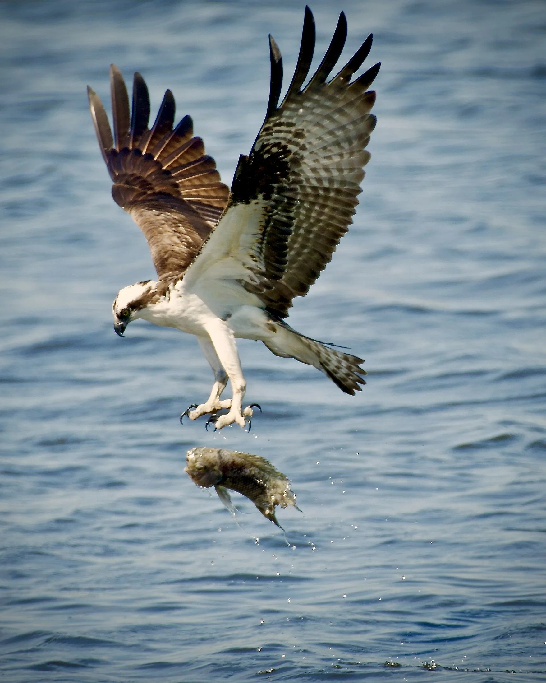 Osprey letting go, Lakeland