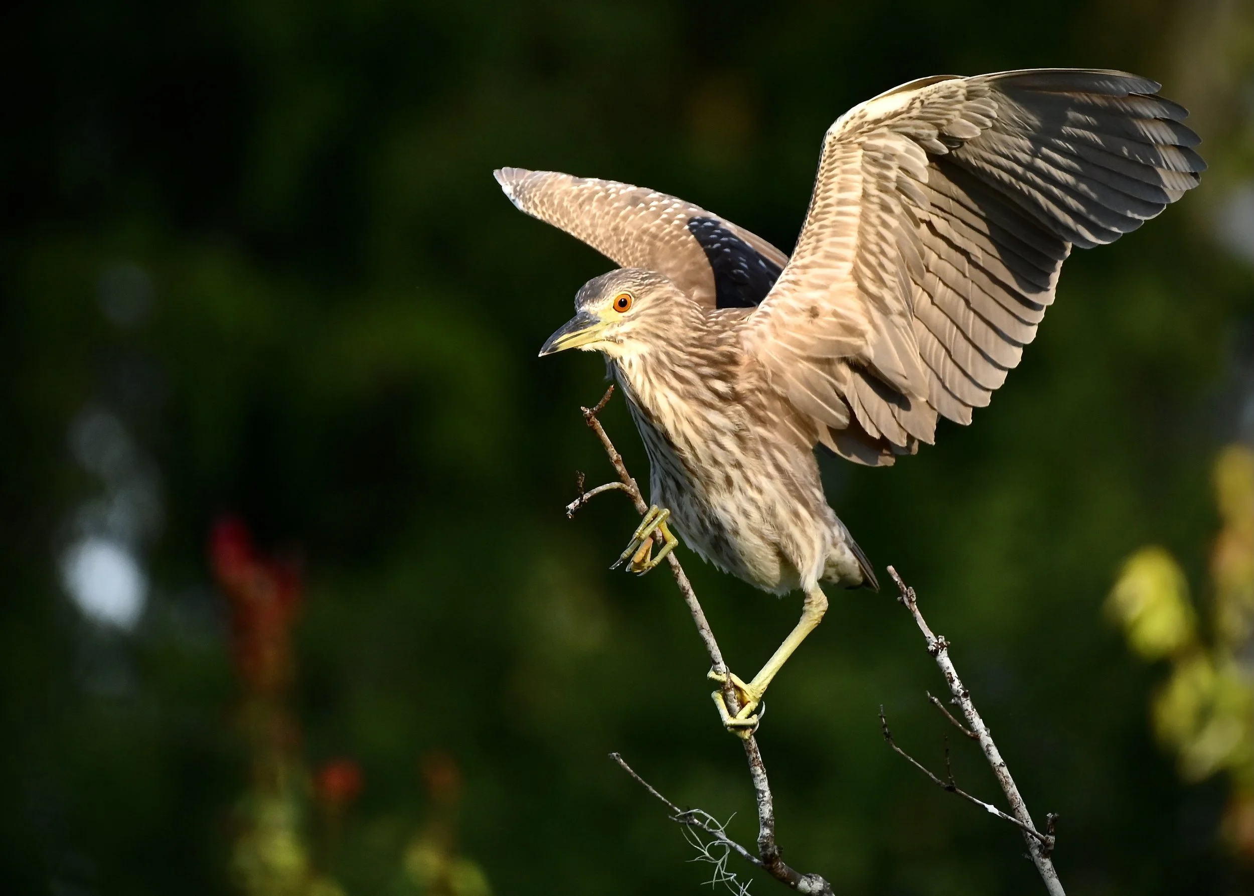 Juvenile black-crowned night heron, Lakeland