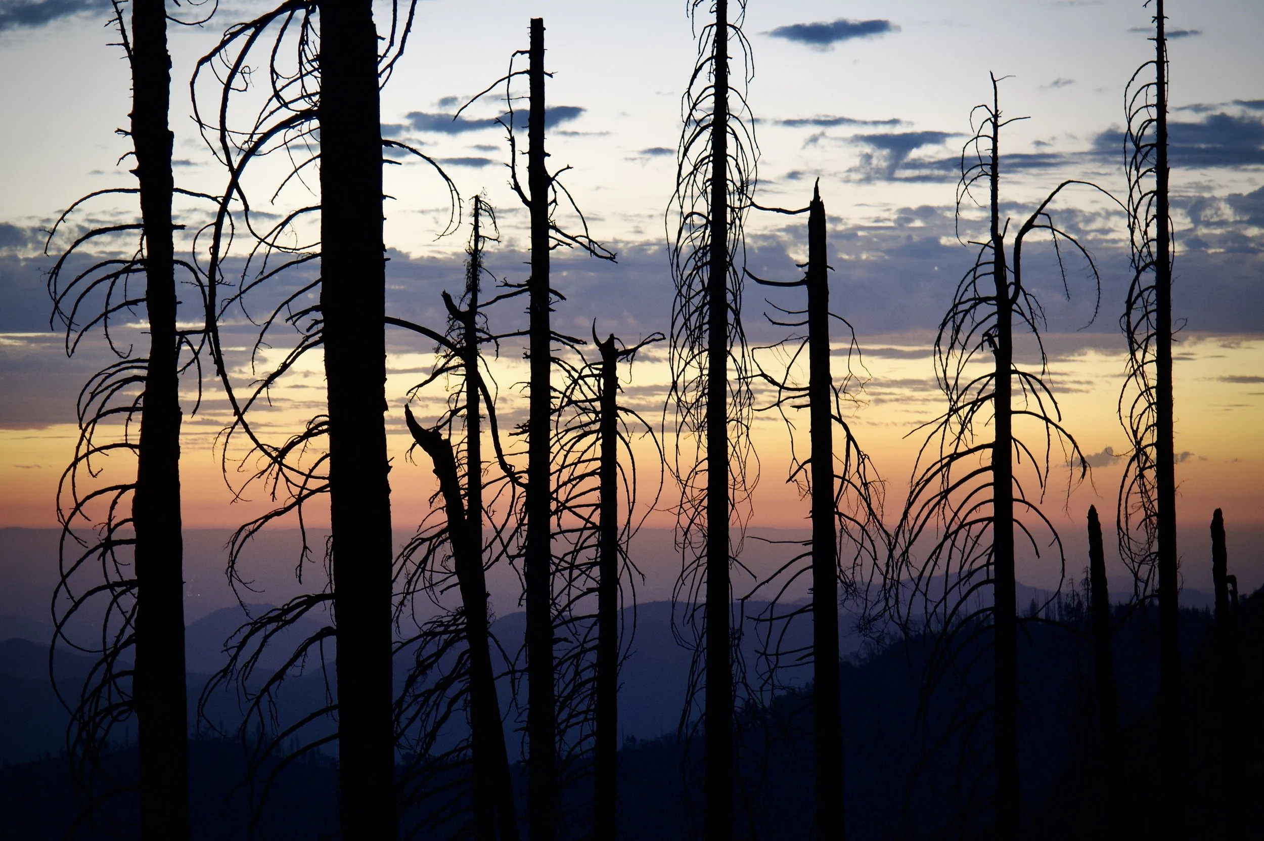 Sequoia after sunset