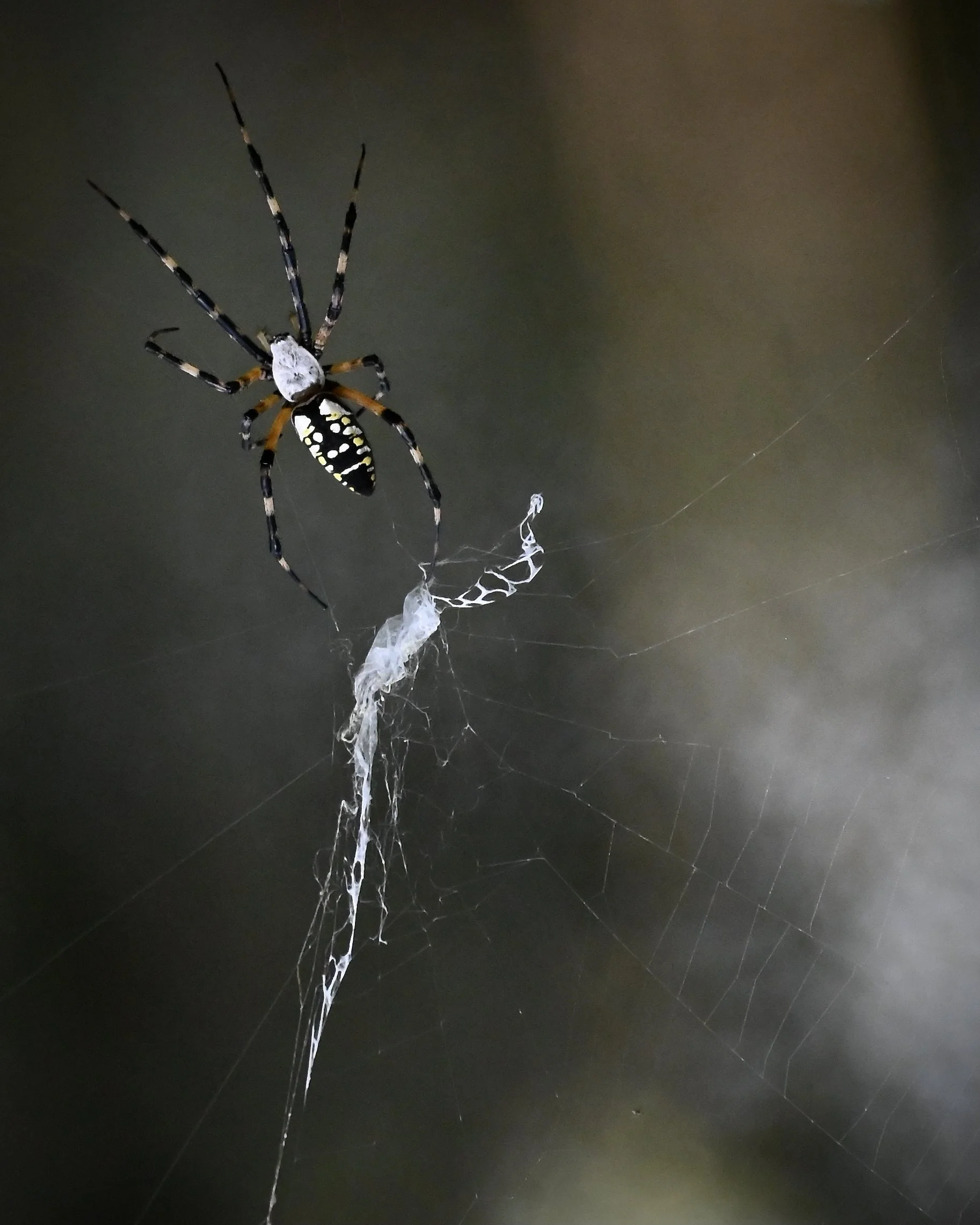 Black-and-yellow argiope, Lakeland