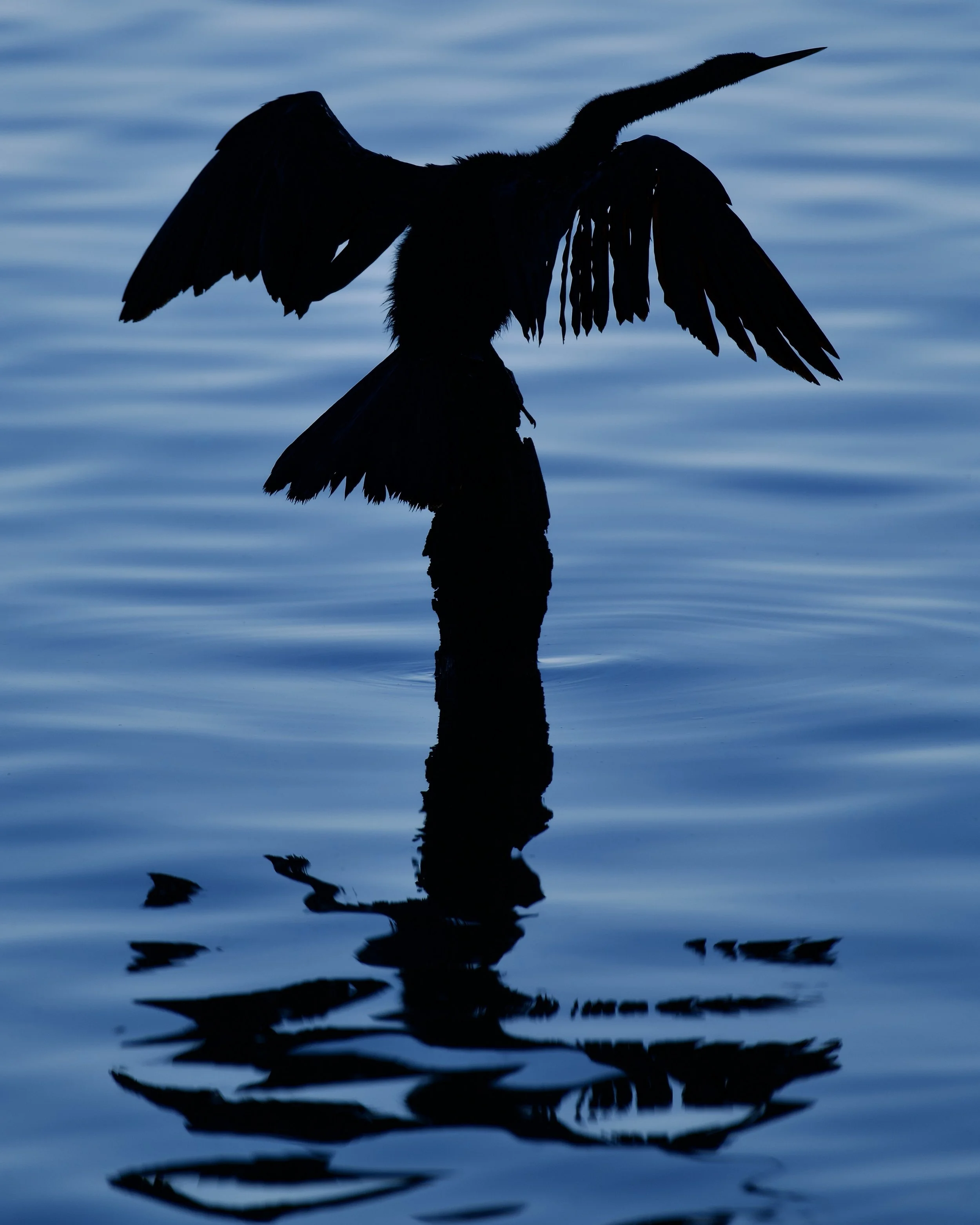Anhinga getting dry, Lakeland