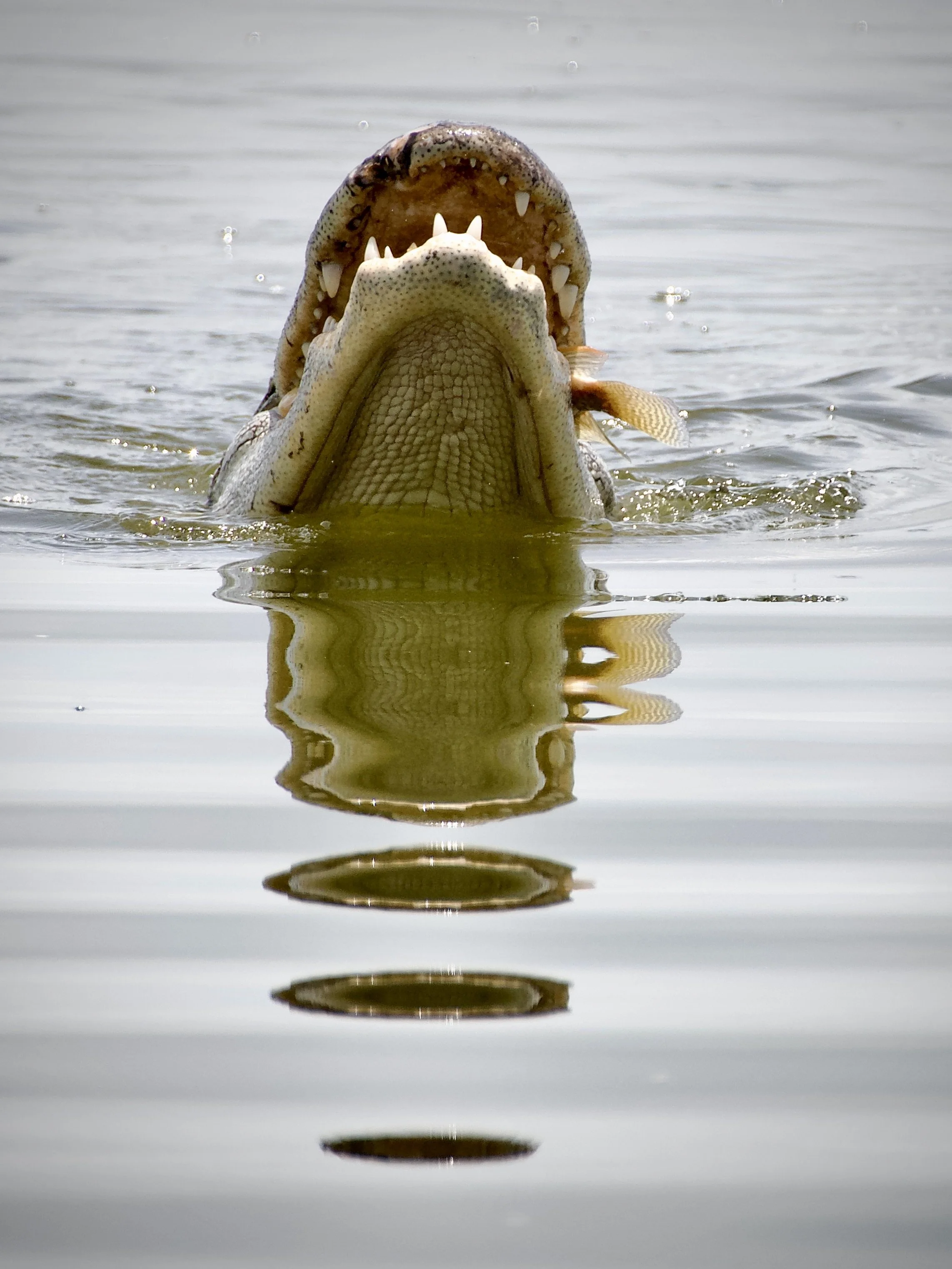 Om nom nom, Lakeland