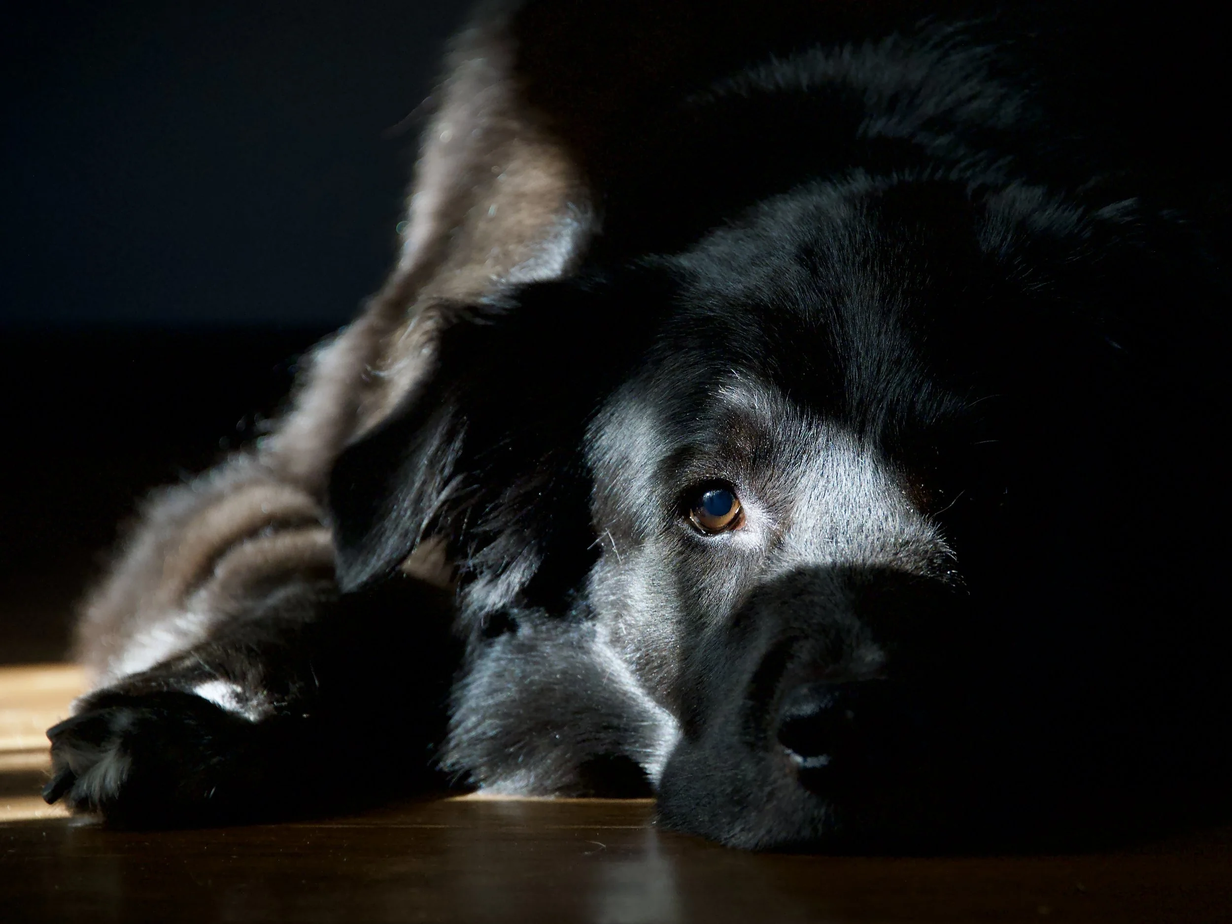 Pensive Tucker
