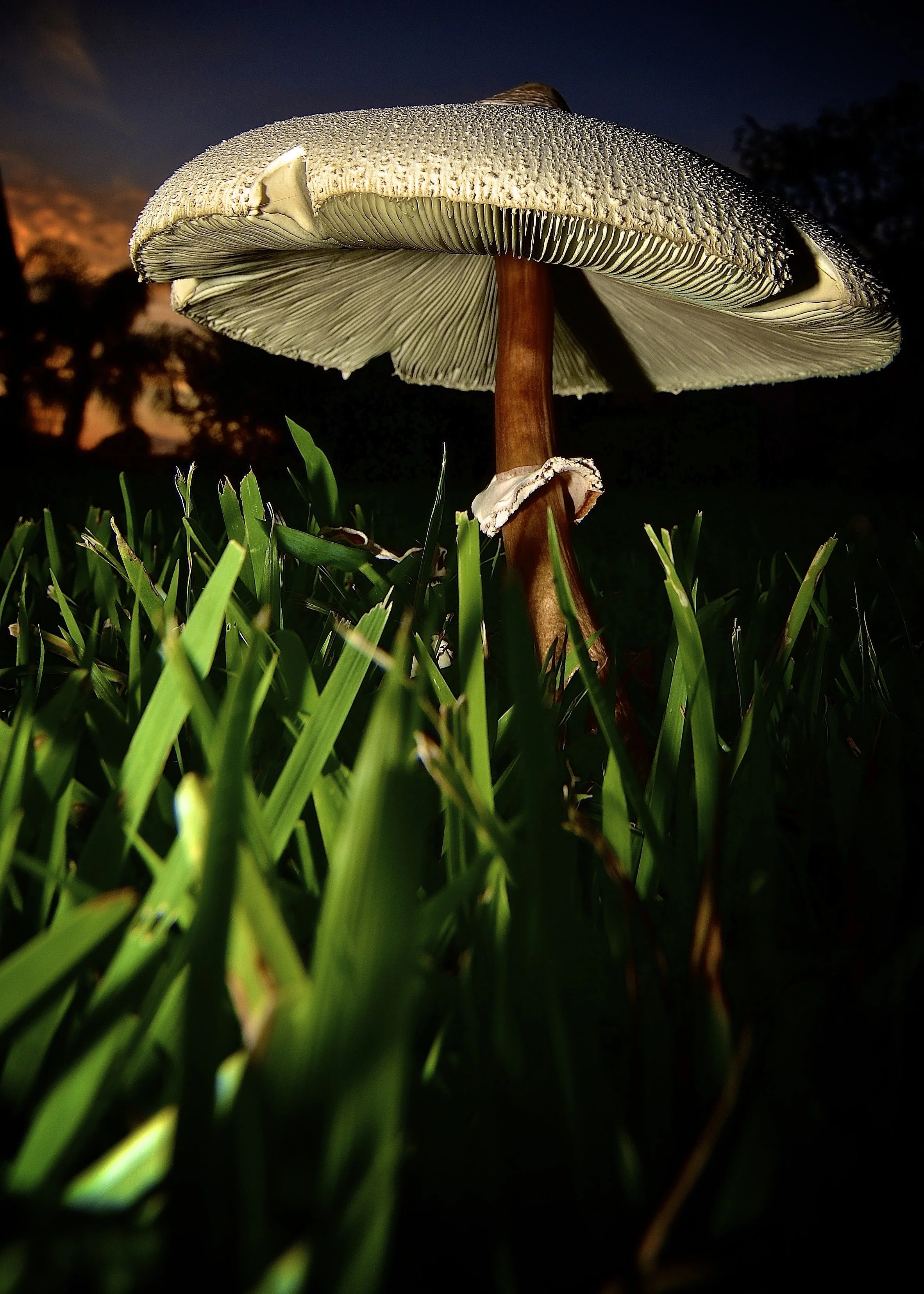 Front yard mushroom