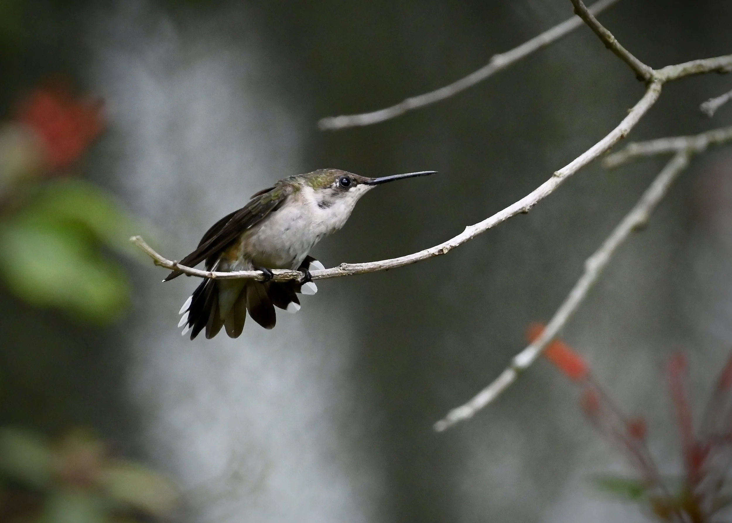 Female ruby-throated hummingbird, Lakeland