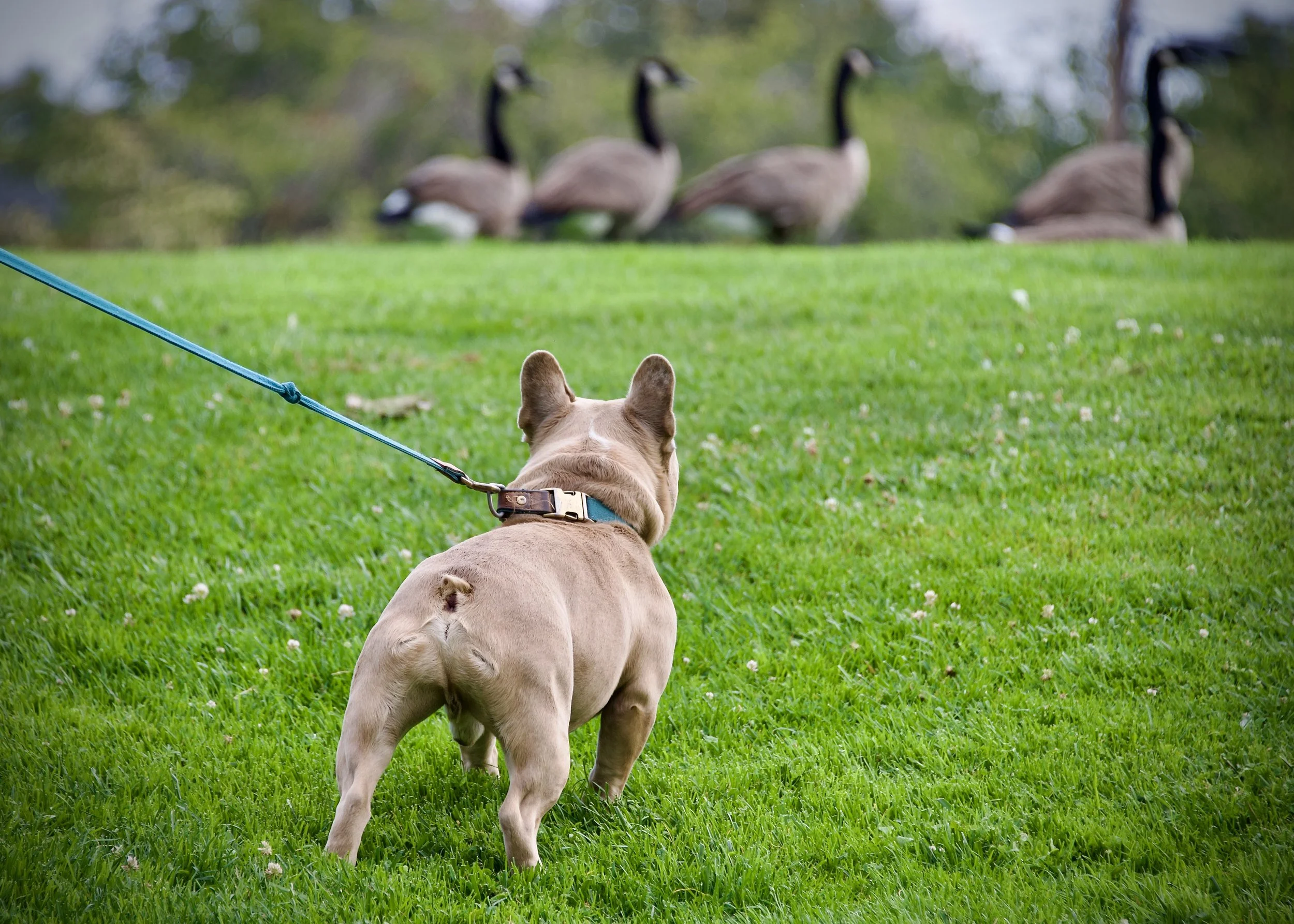 Stanley wants those geese, Victoria, British Columbia