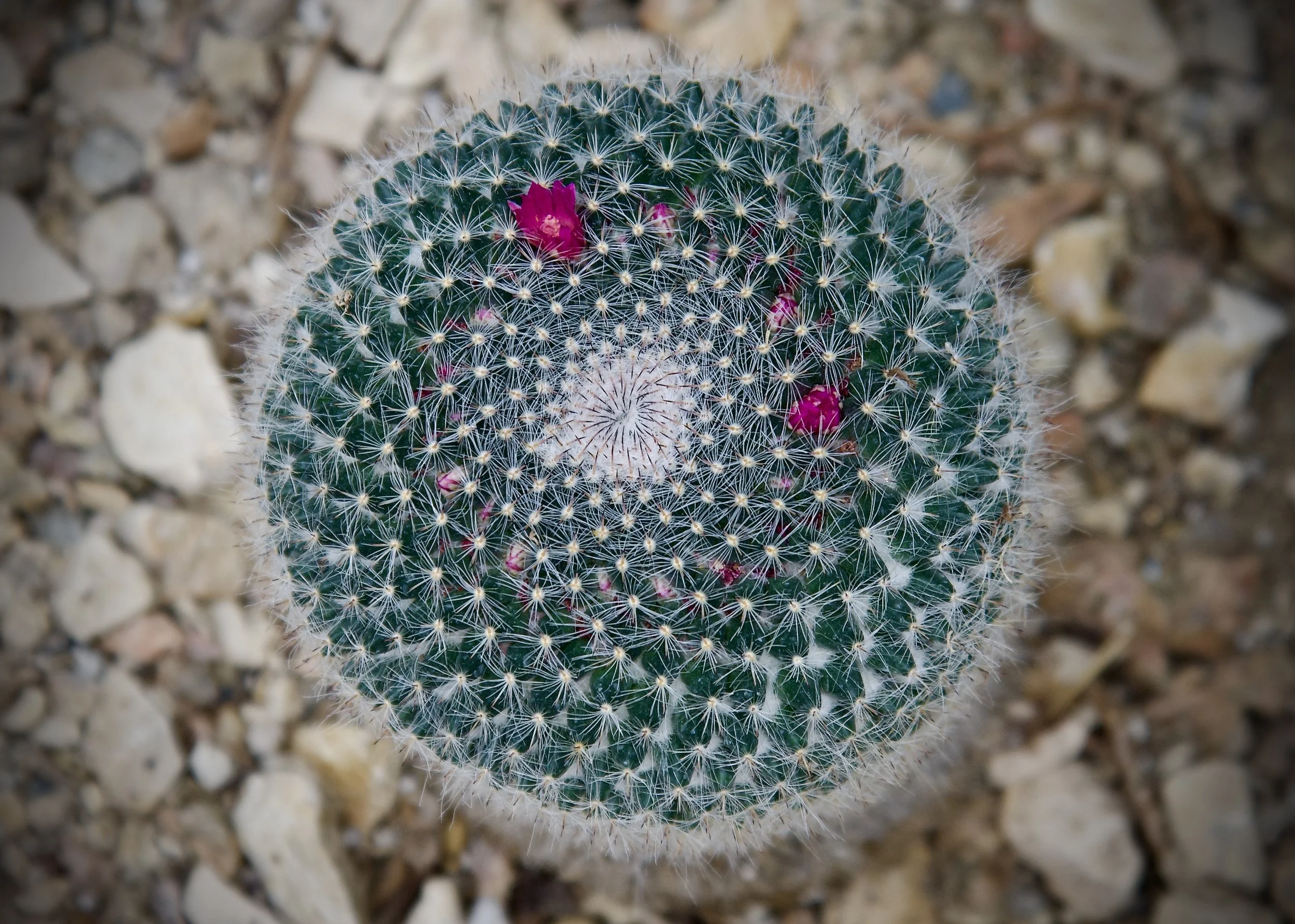 Globe cactus, San Antonio