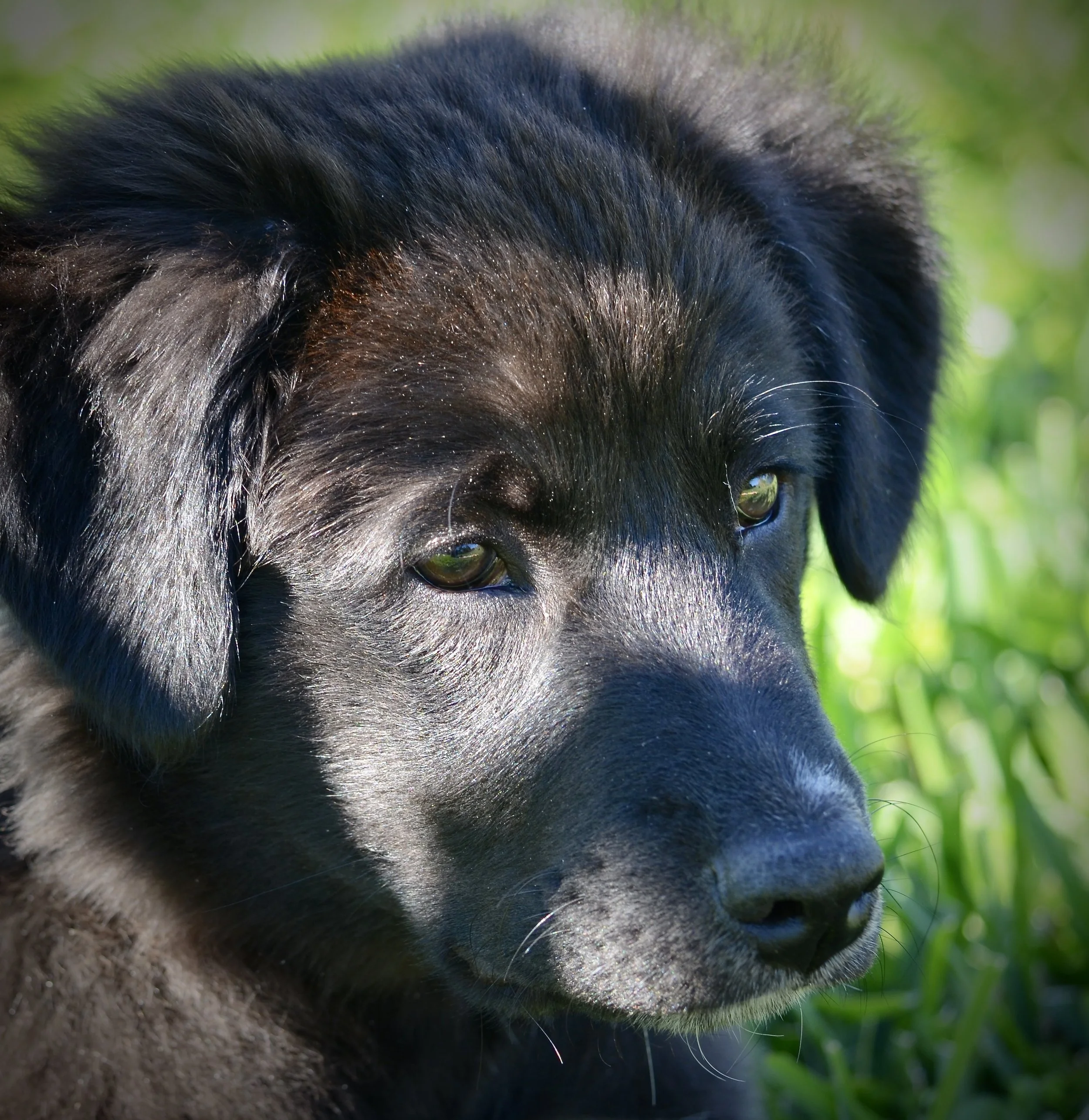 Young Tucker
