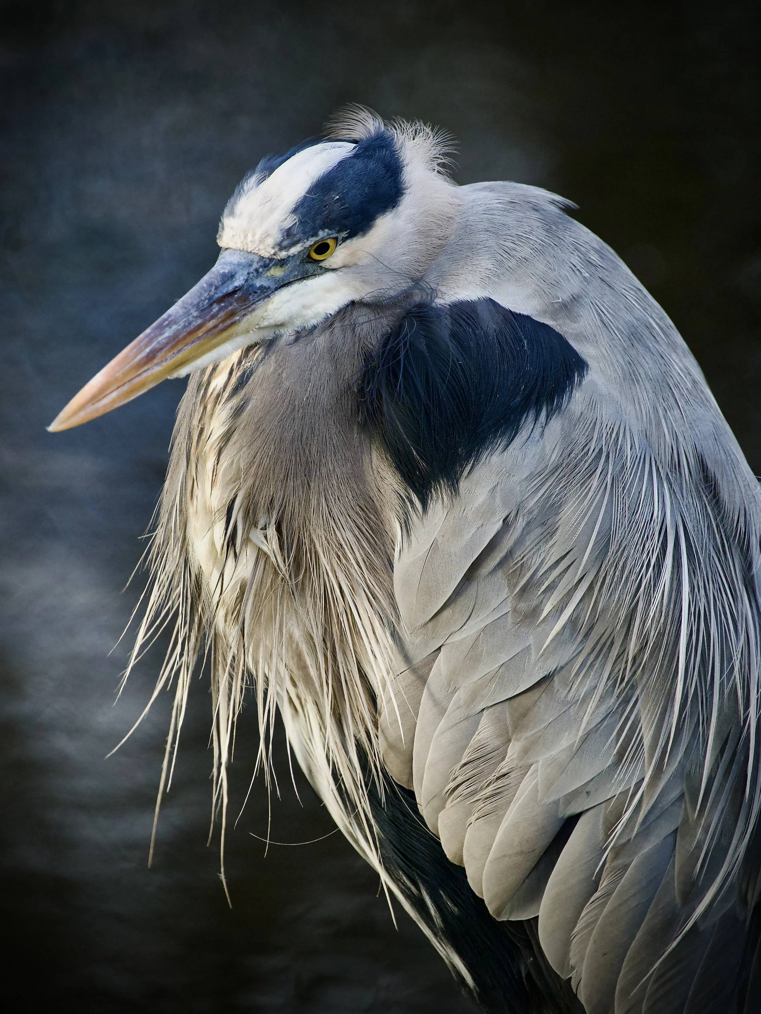 Great blue heron portrait by Olan Mills, Lakeland