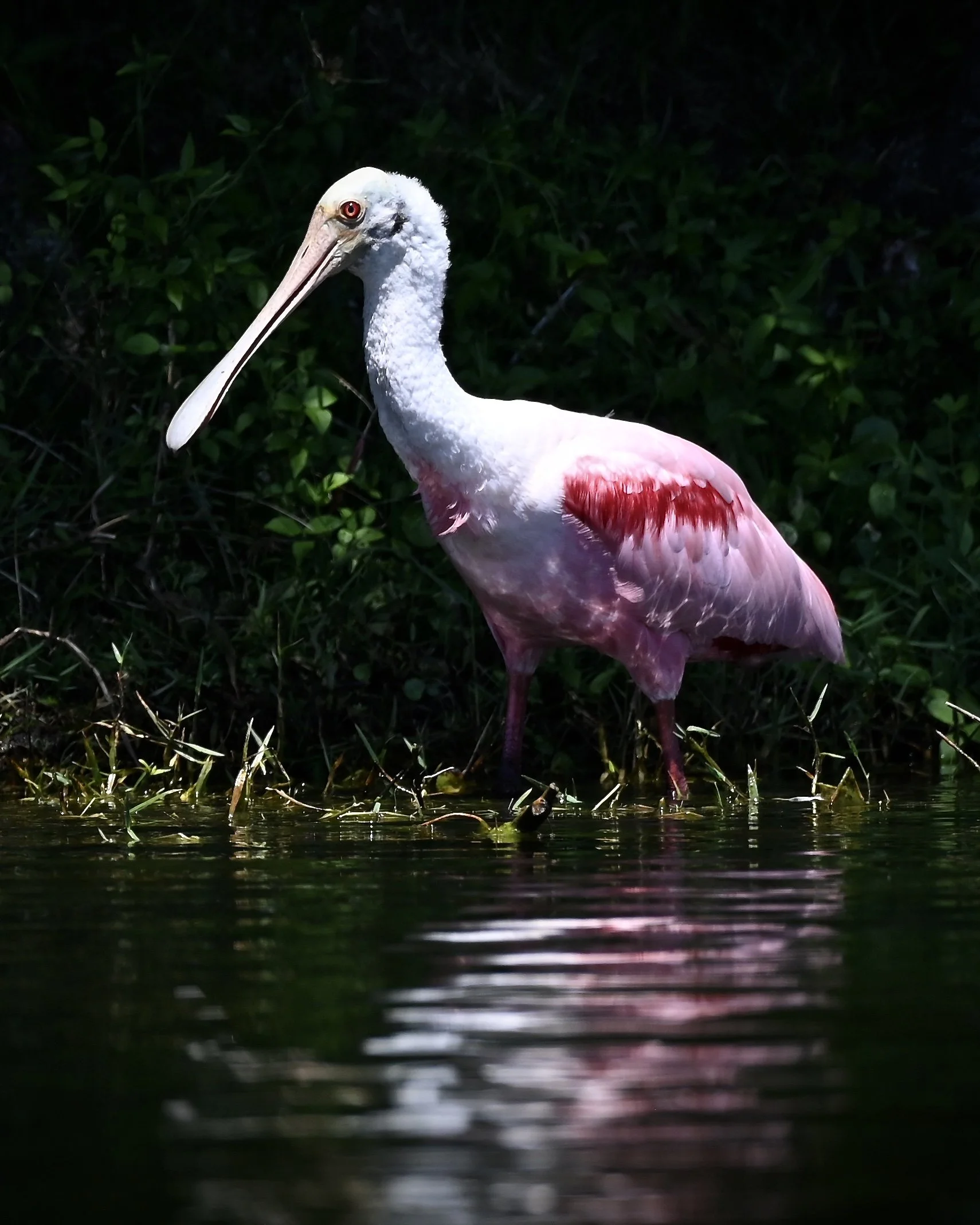 Roseate spoonbill, Orlando