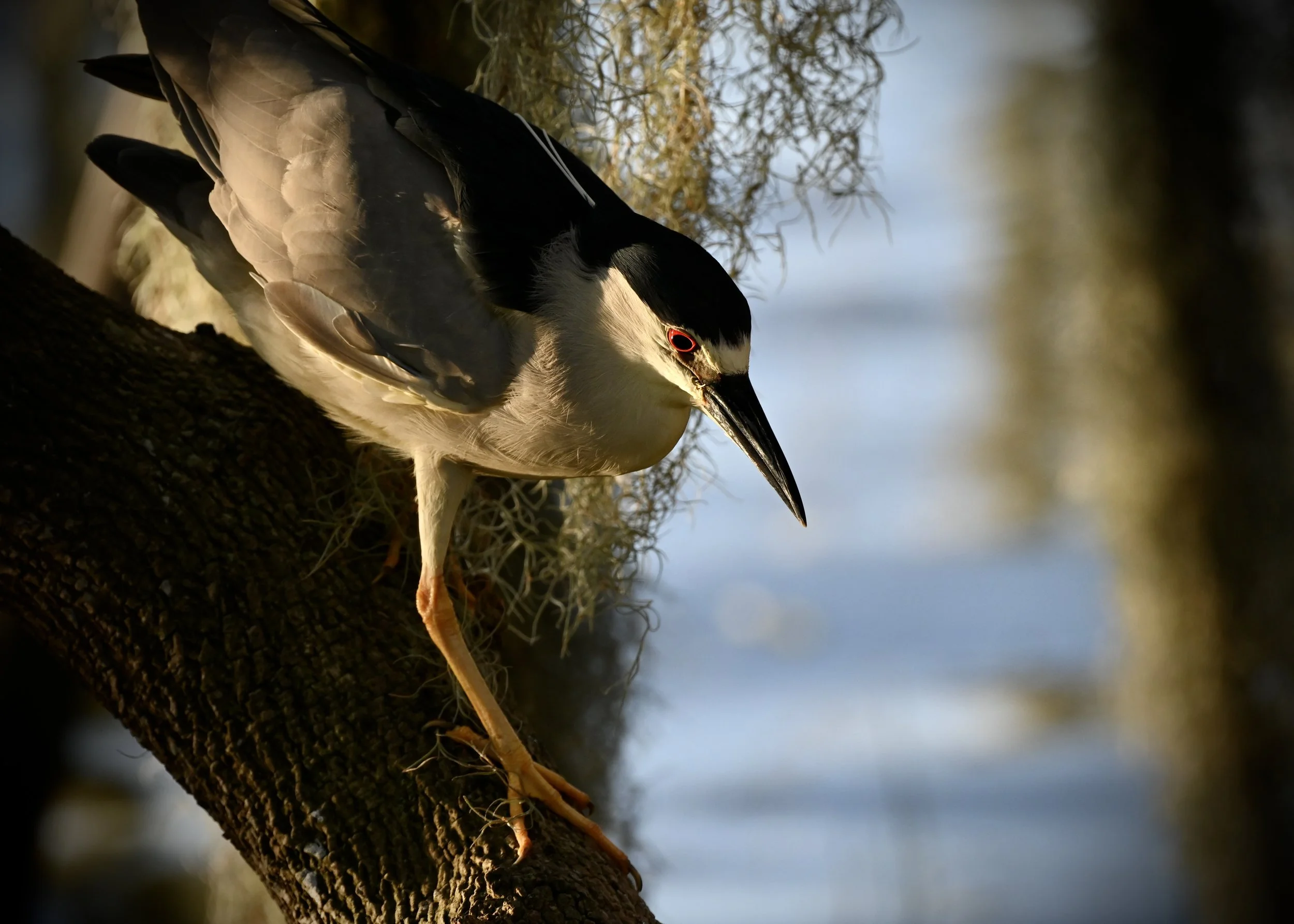 Black-crowned night heron, Lakeland