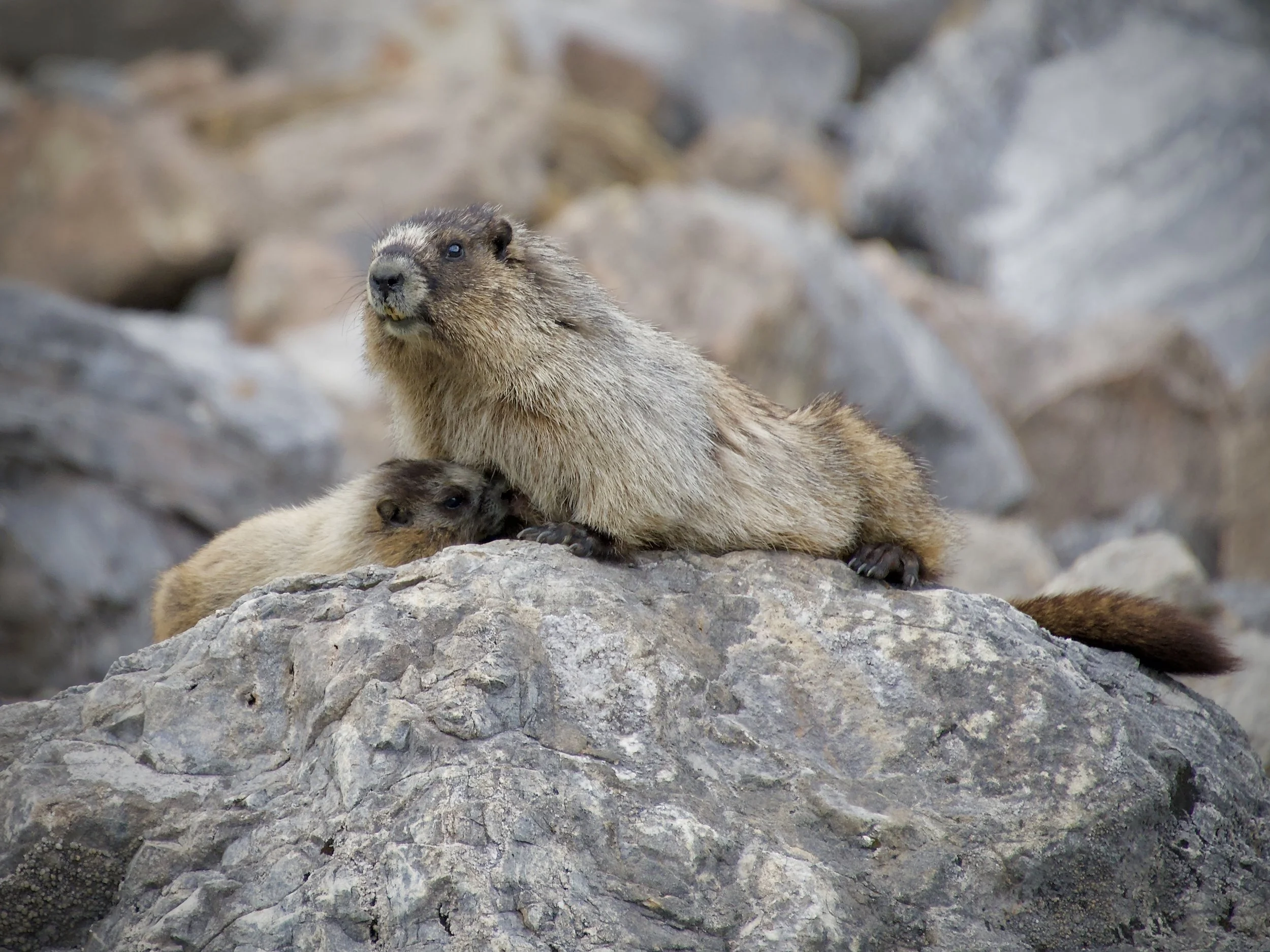 Hoary marmot nursing her pup in Banff