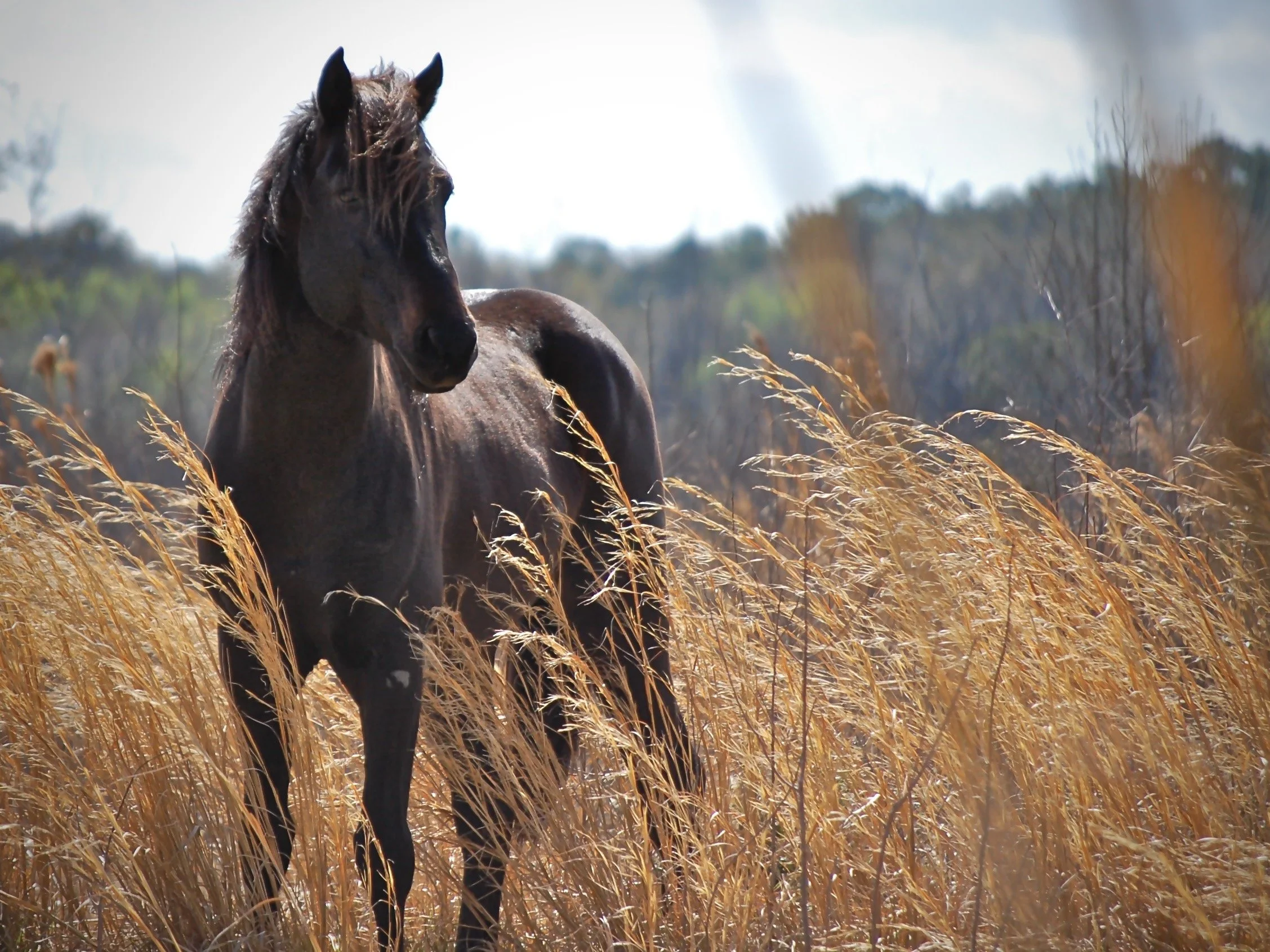 Wild horse, Payne's Prairie