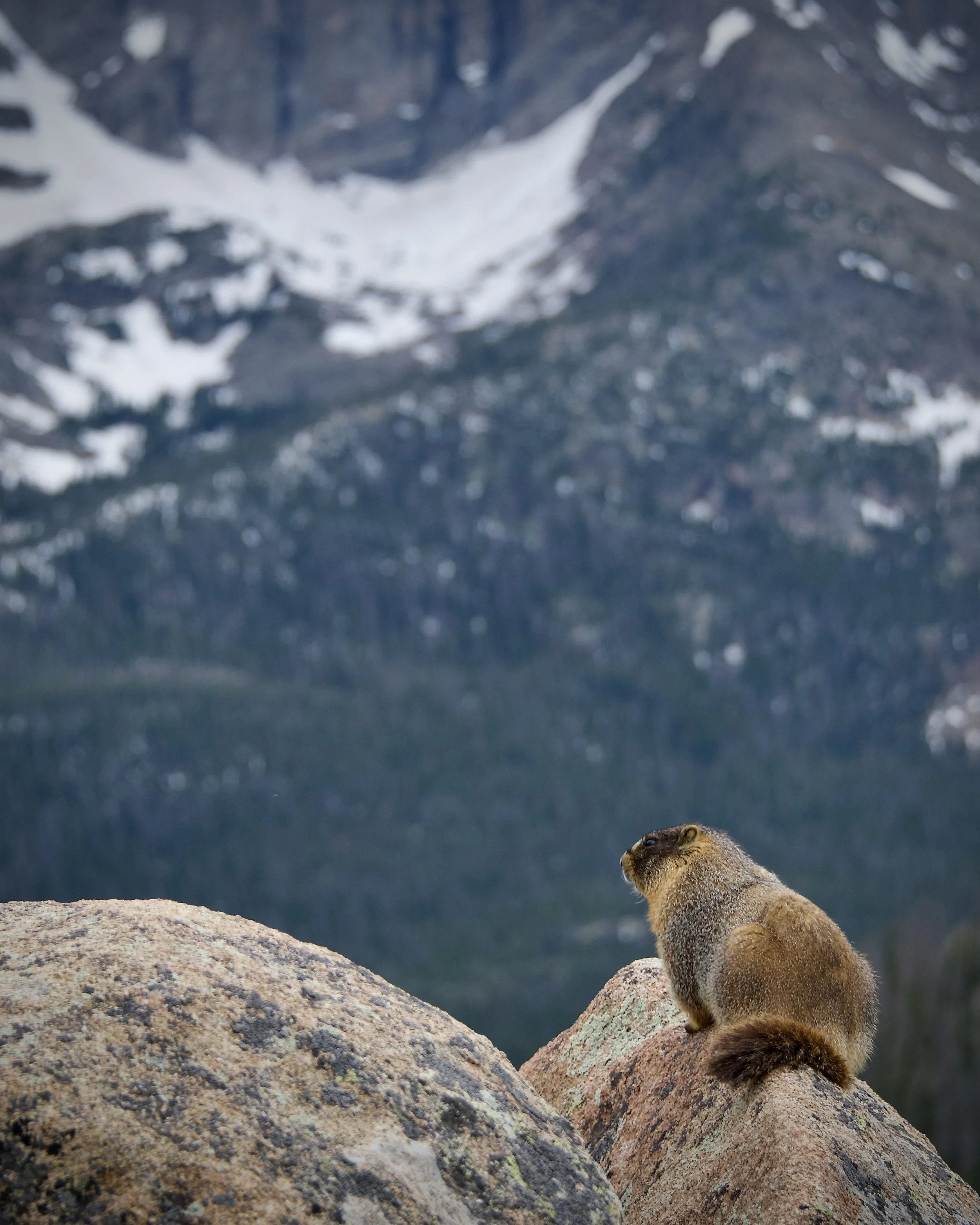 Marmot contemplating life in Colorado