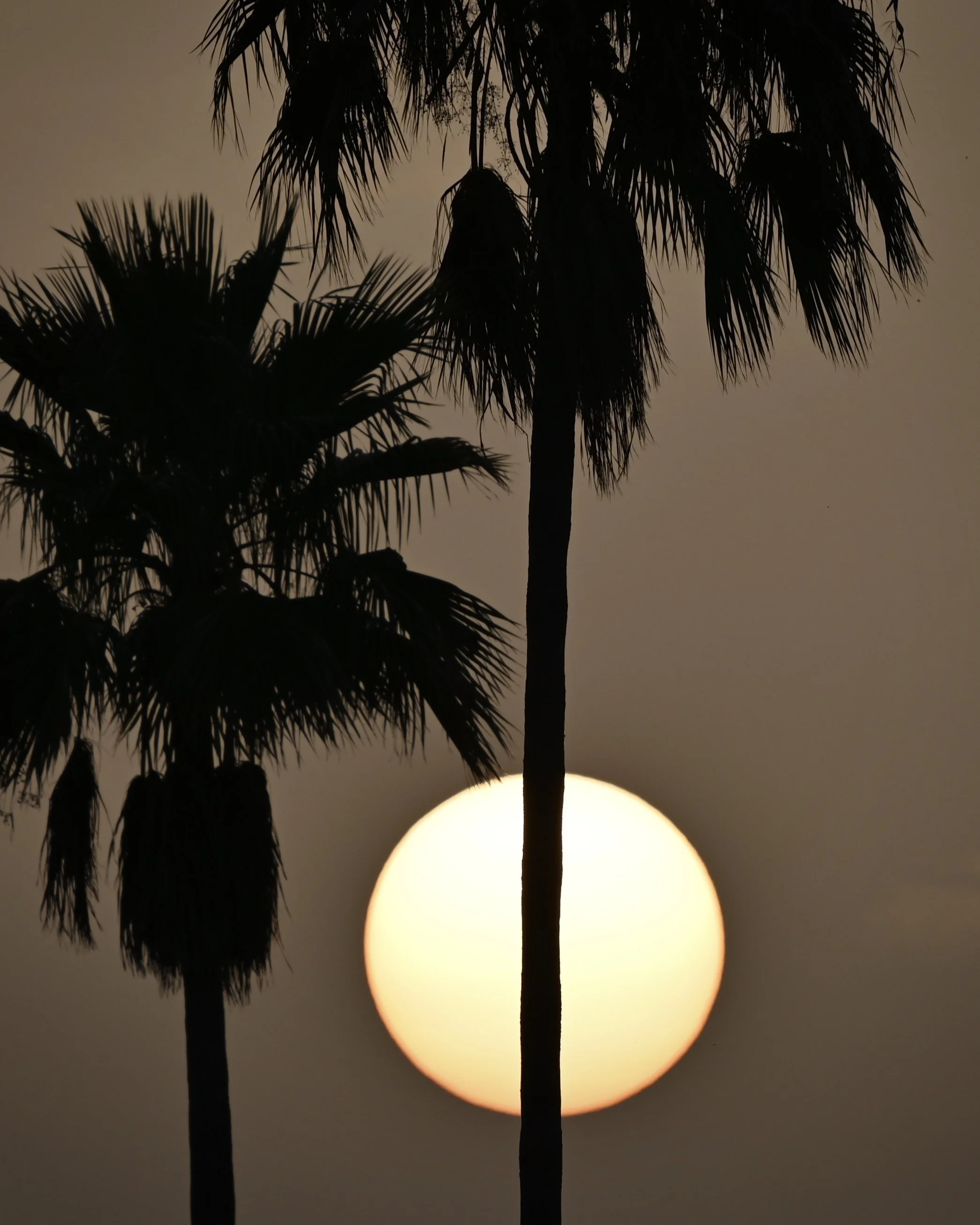 Saharan dust enhanced backyard sunset