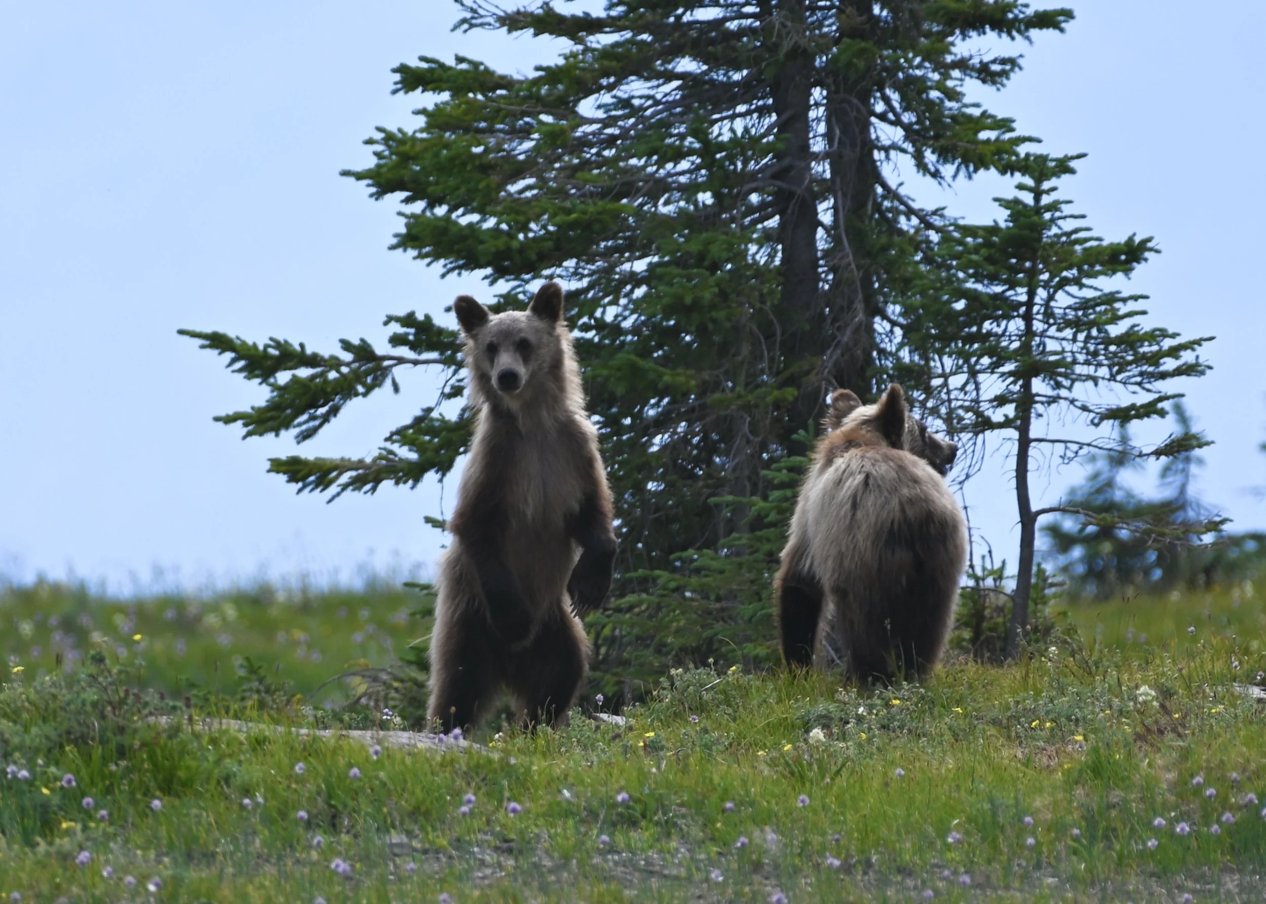 Young bears in Glacier looking for Mom