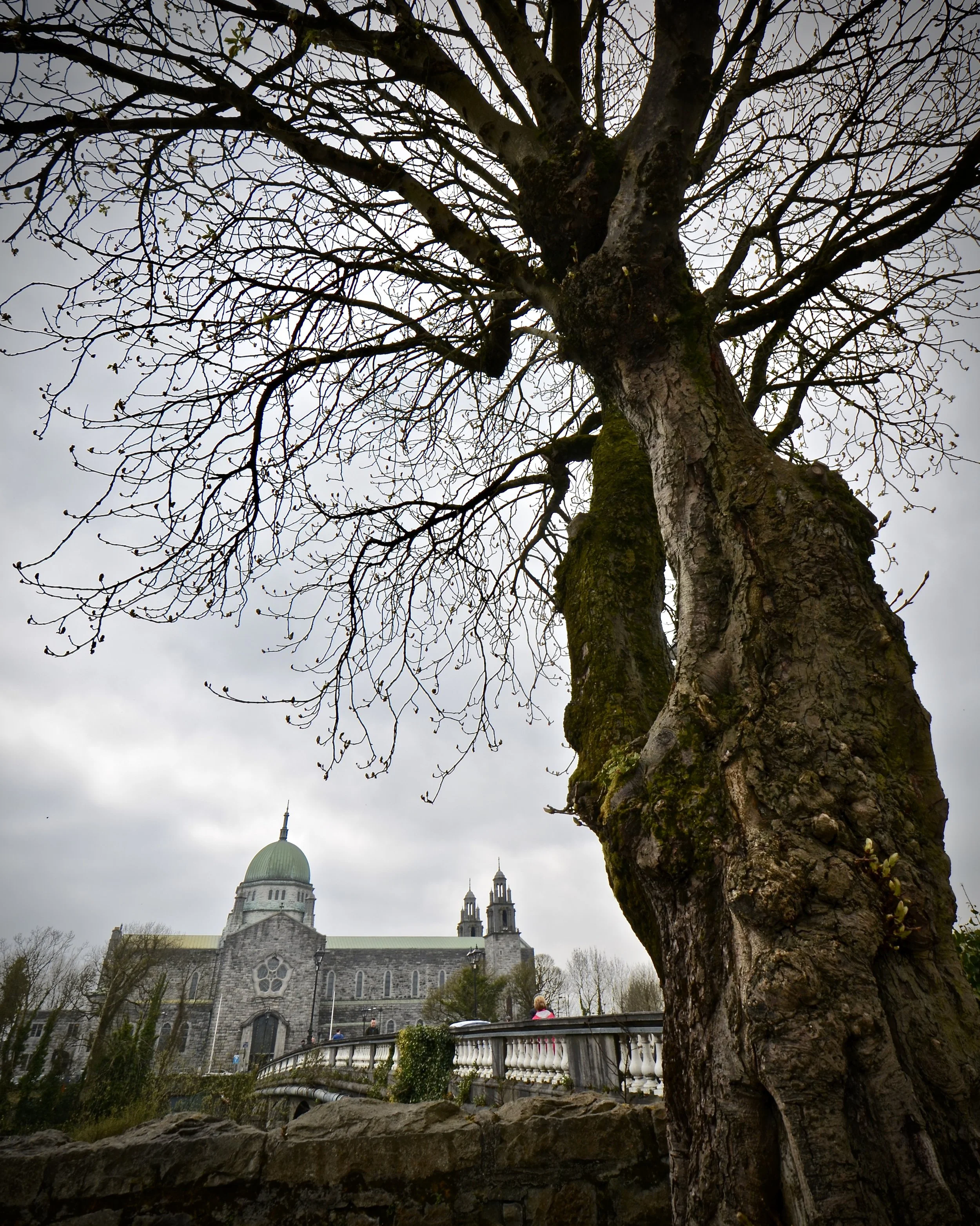 Galway Cathedral and a very old tree, Galway, Ireland