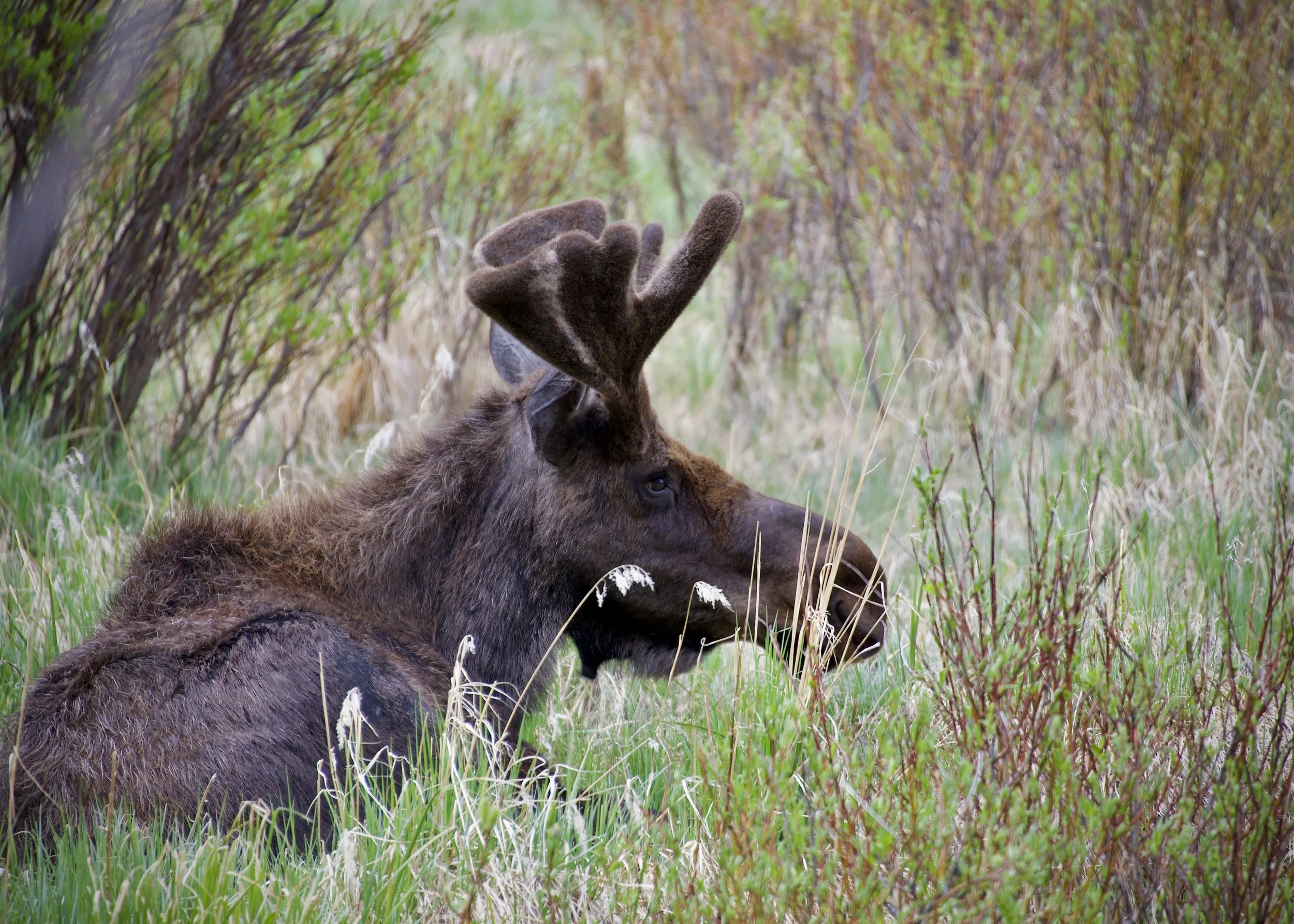 Moose in Rocky Mountain National Park