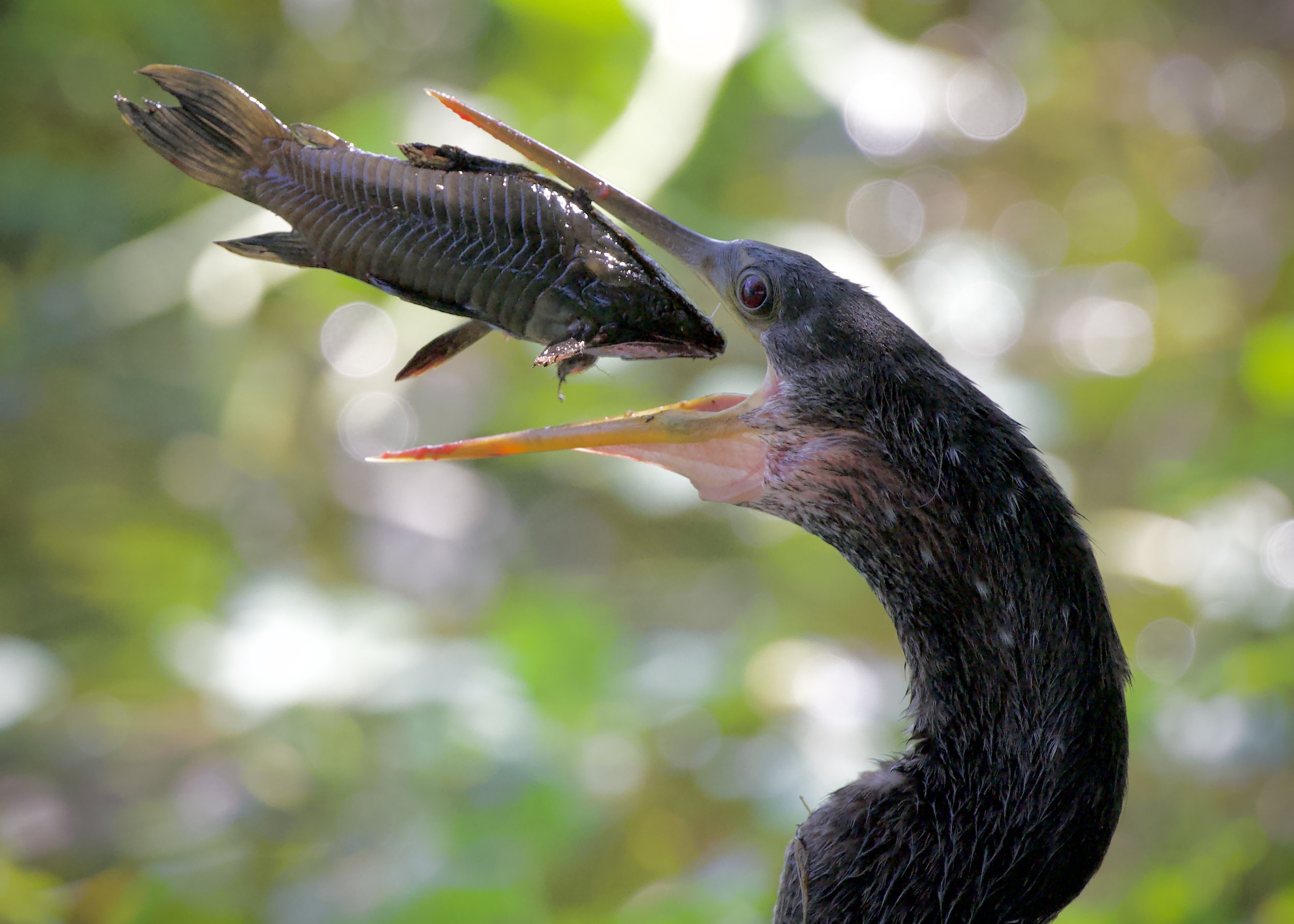 Anhinga and an armored catfish, Lakeland
