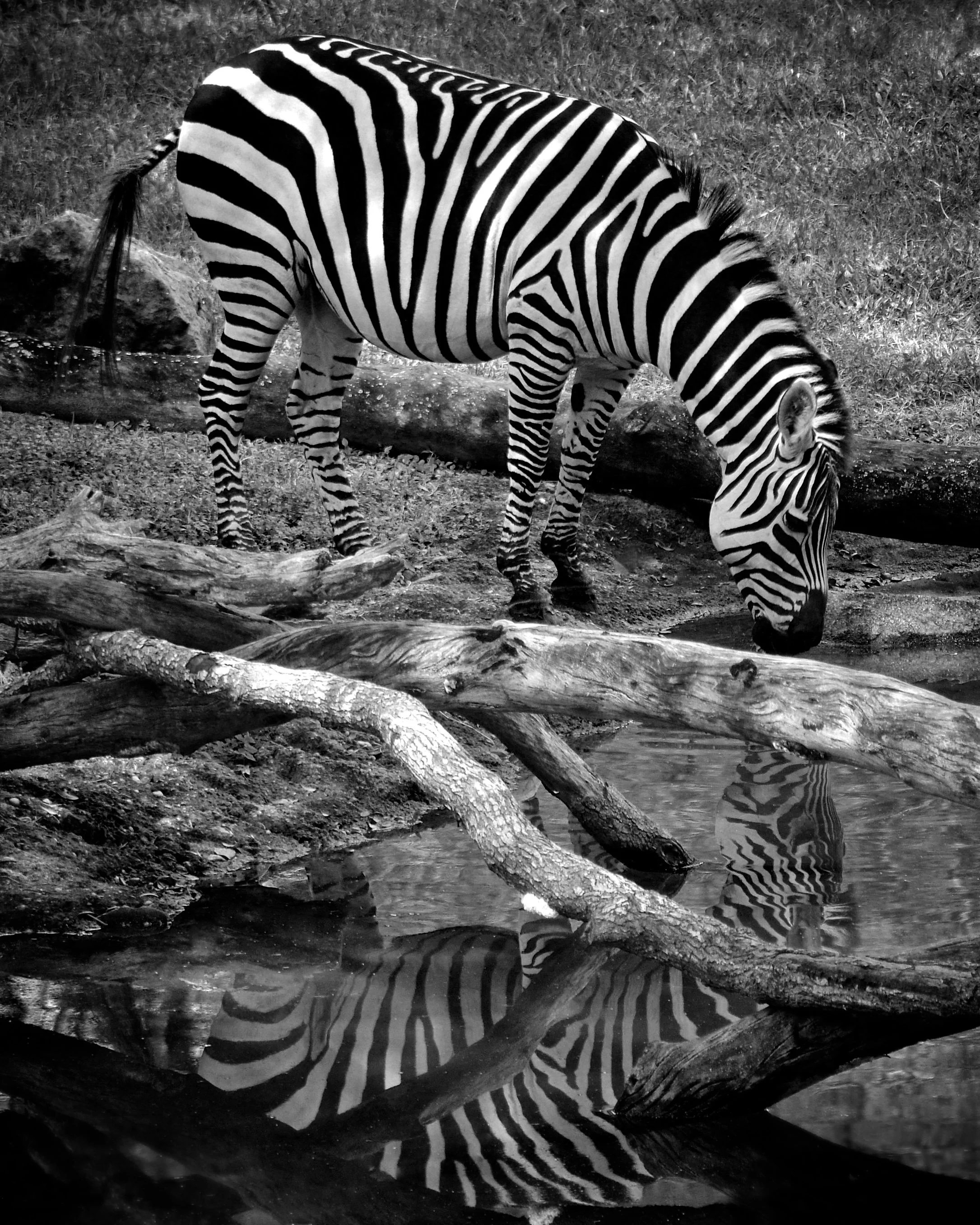 Zebra at Animal Kingdom