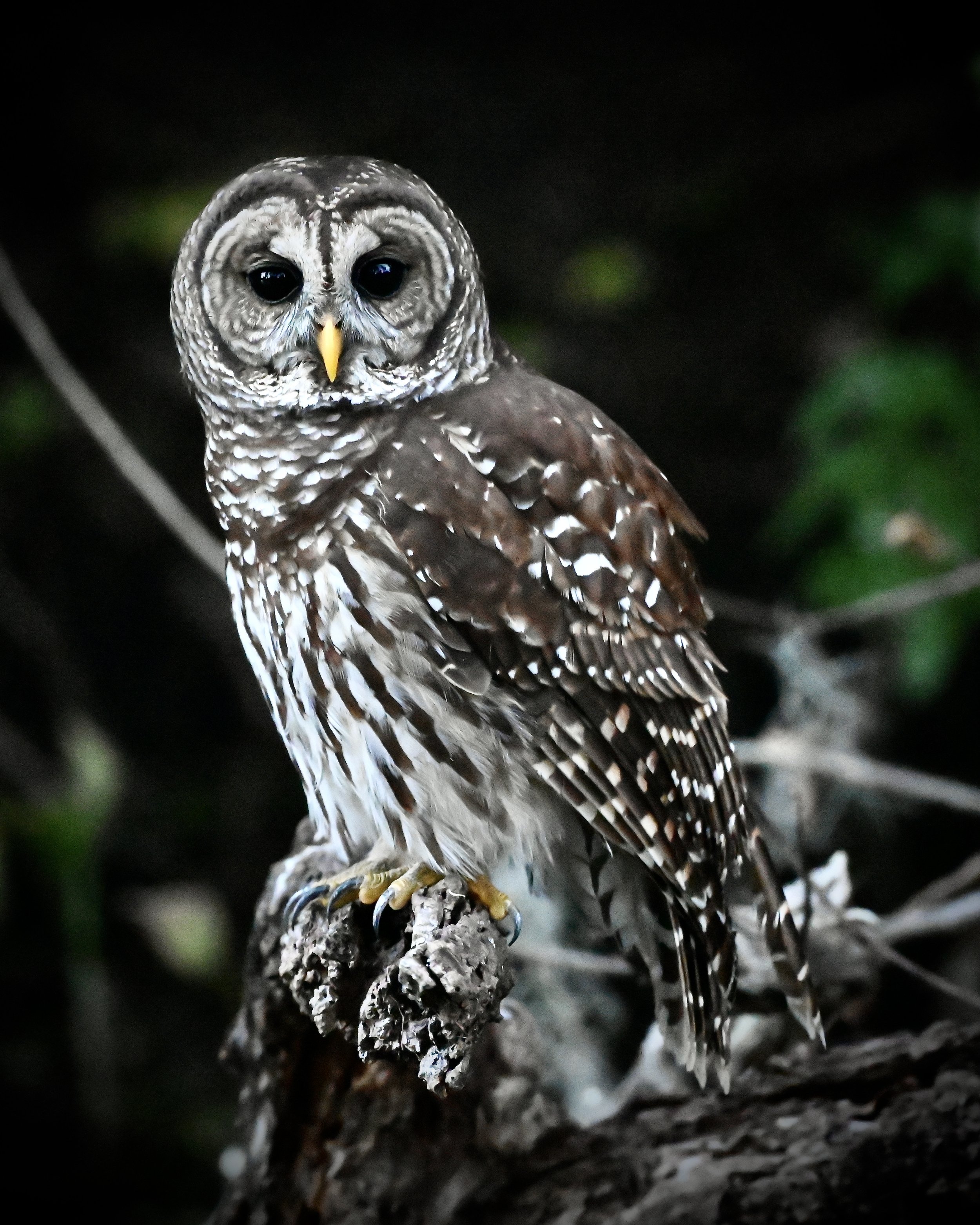 Barred owl, Lakeland