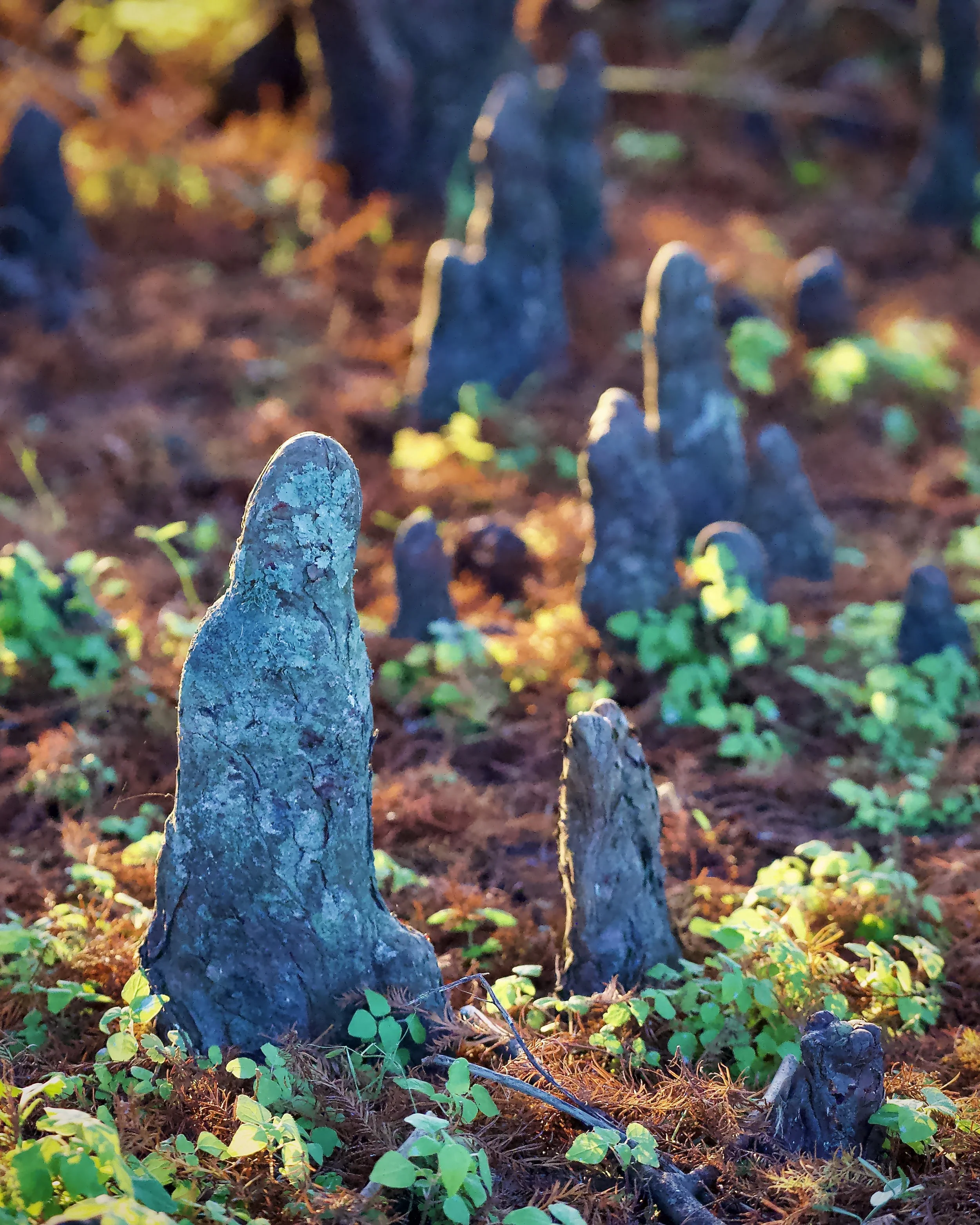 Cypress knees, Lakeland