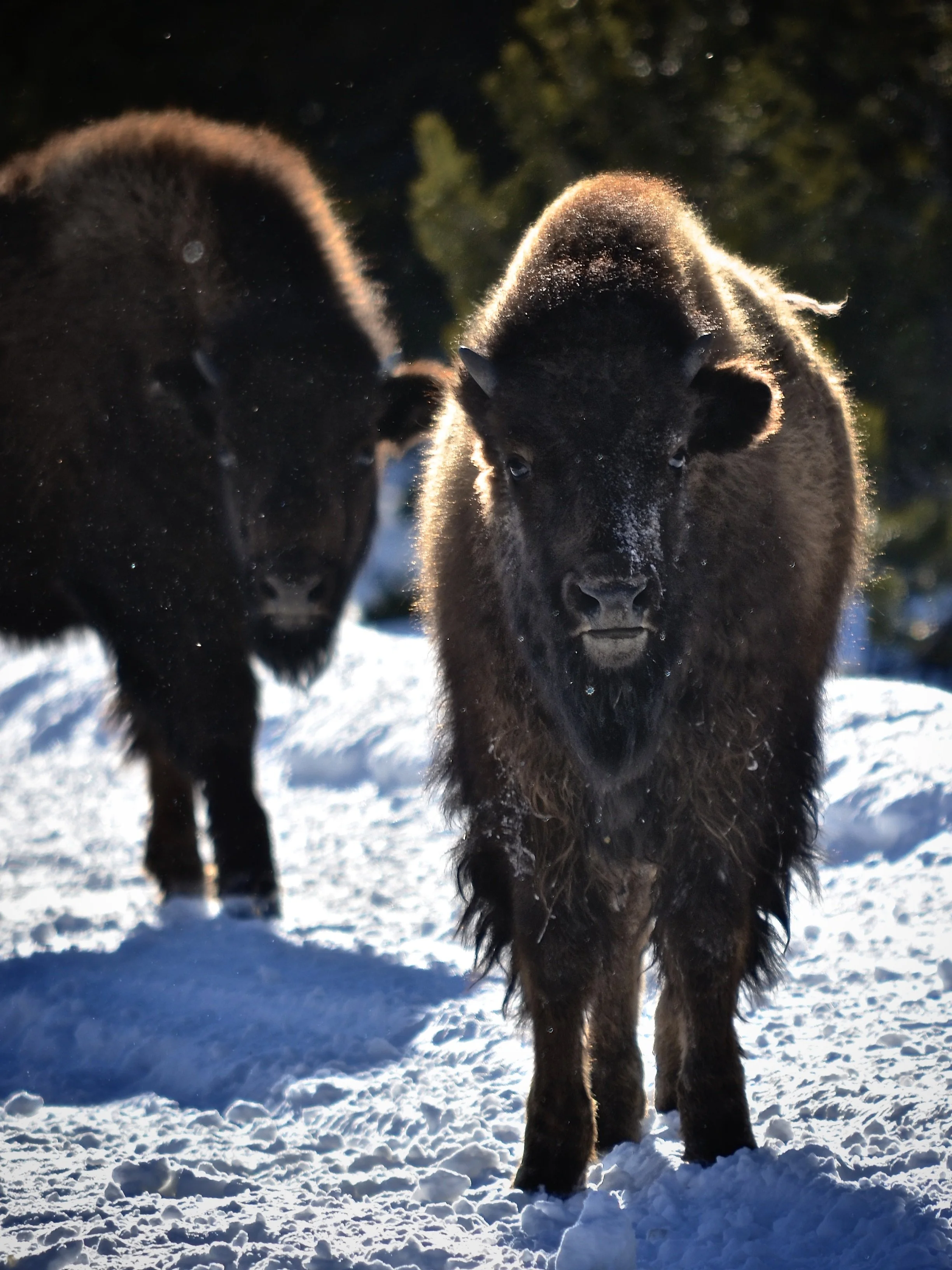 Bison youngster in Yellowstone 