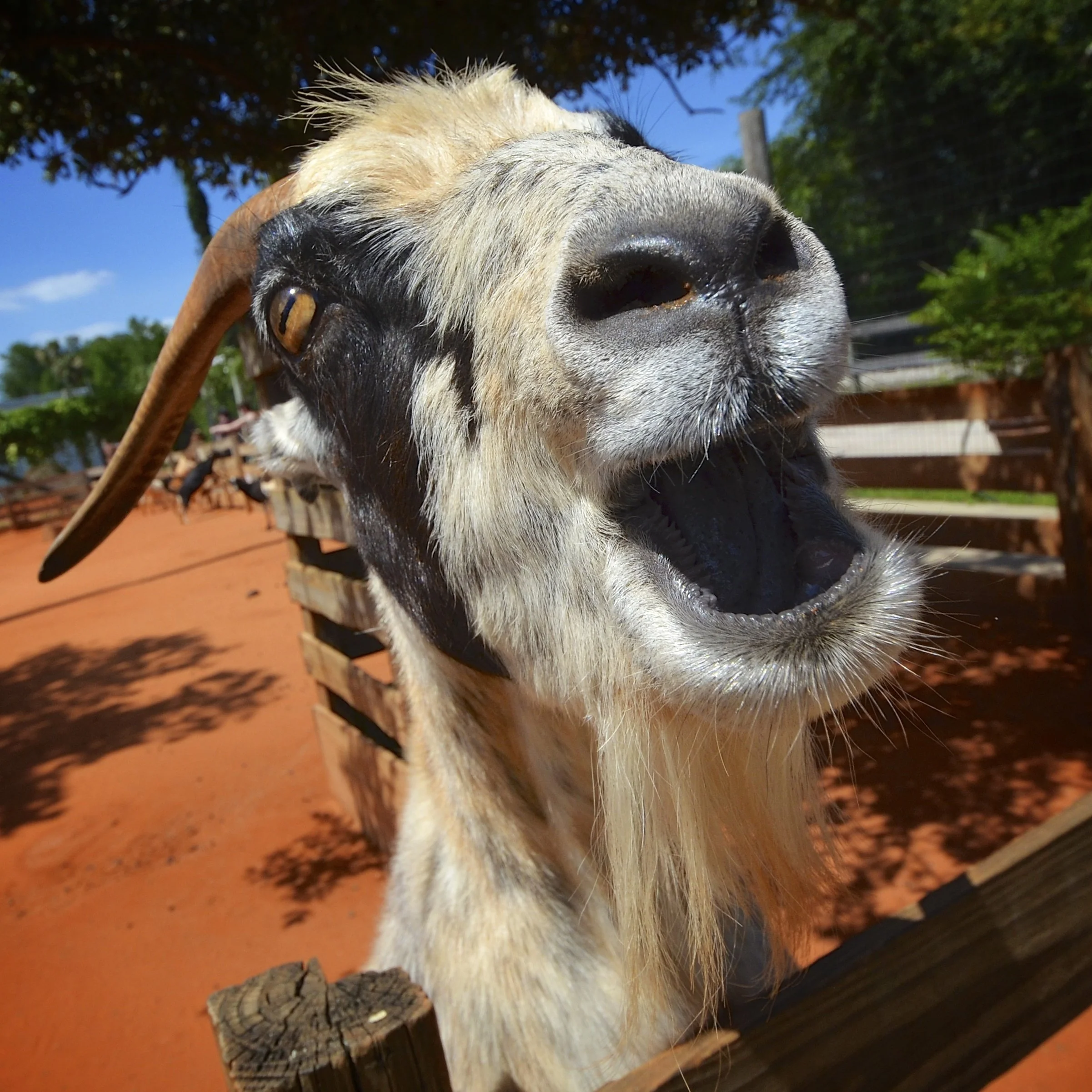 Hungry goat, Gatorland