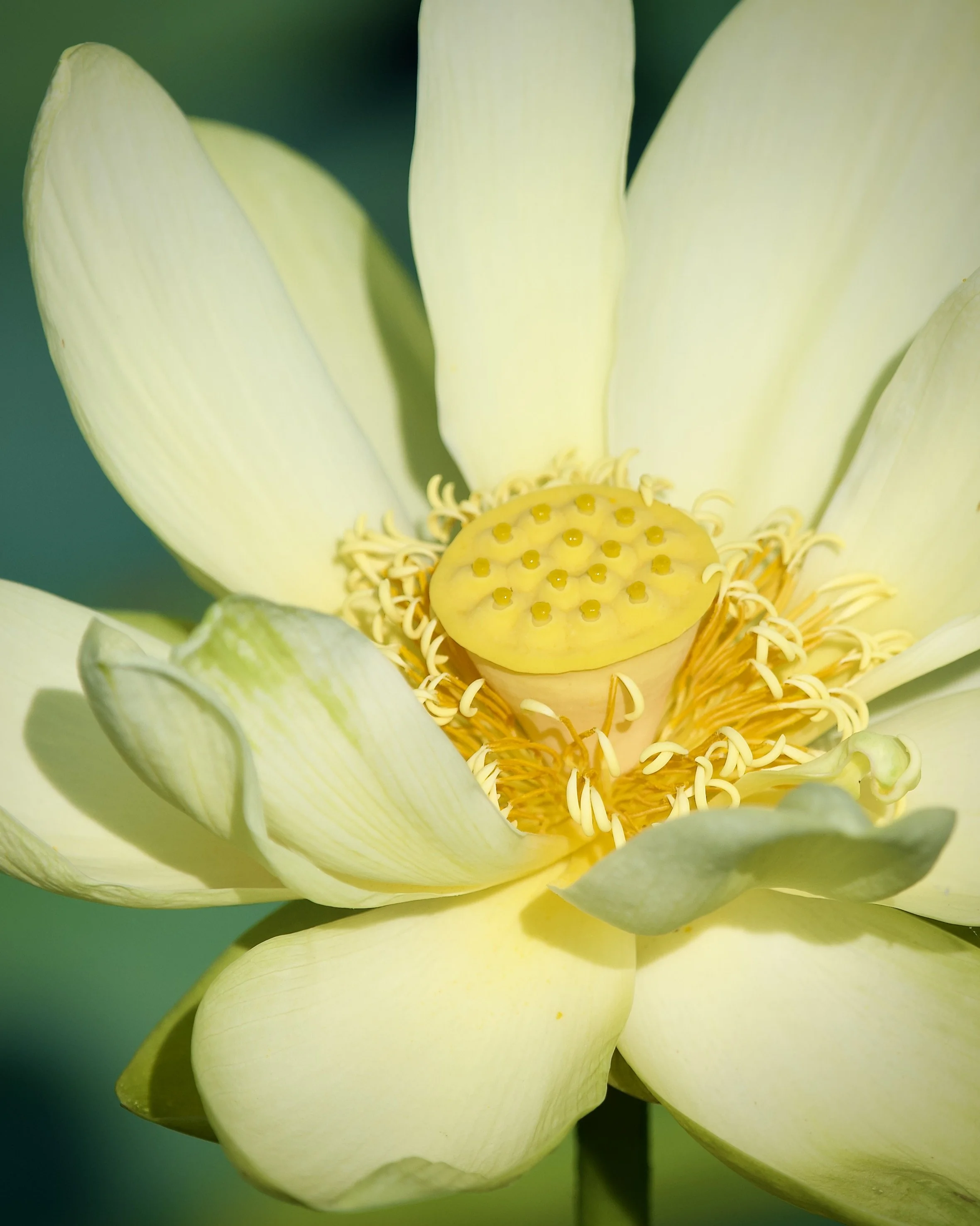 Lotus, Lakeland