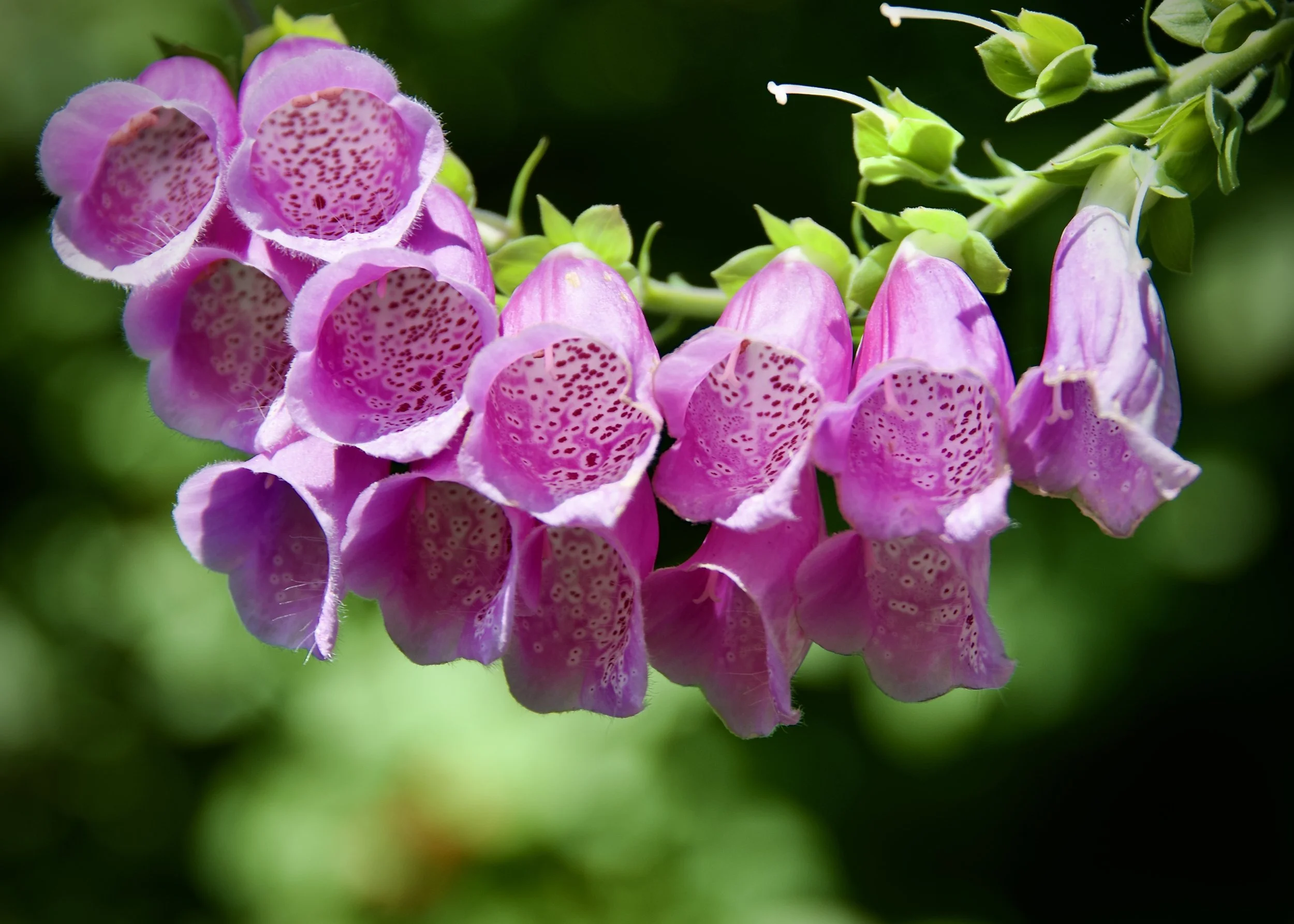 Foxglove in Alaska