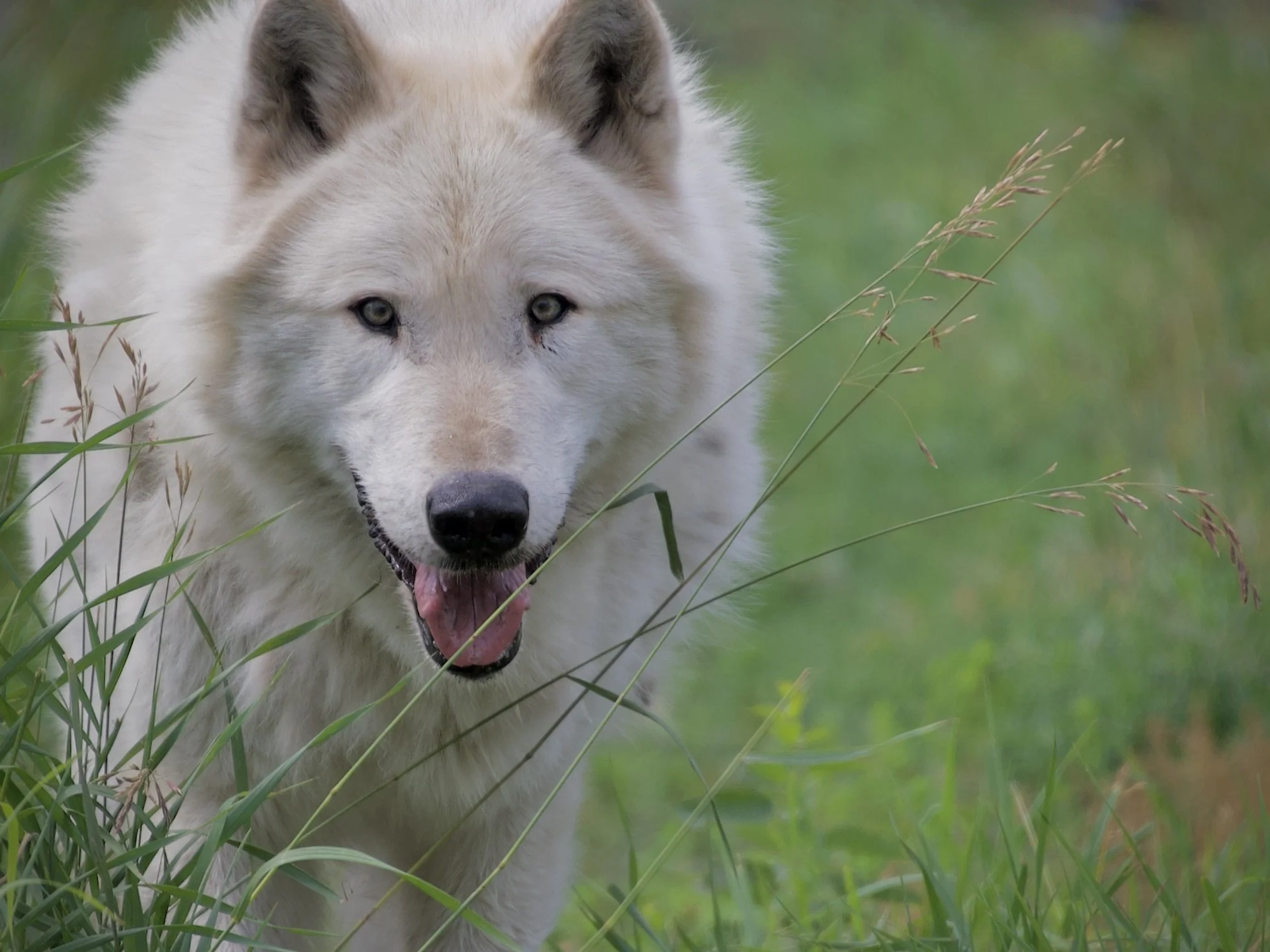 Yamnuska Wolfdog Sanctuary, Alberta