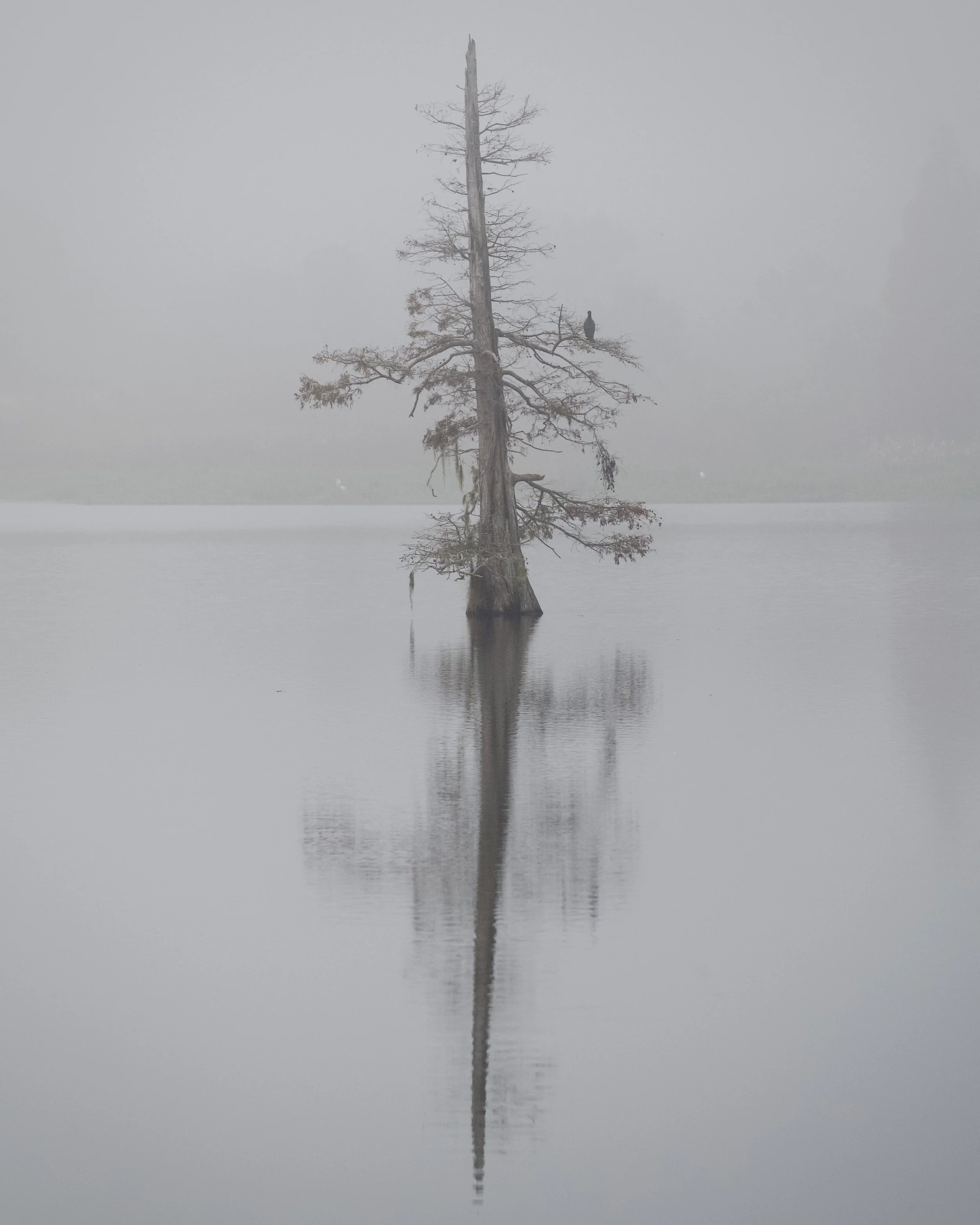 Foggy cypress, Lakeland