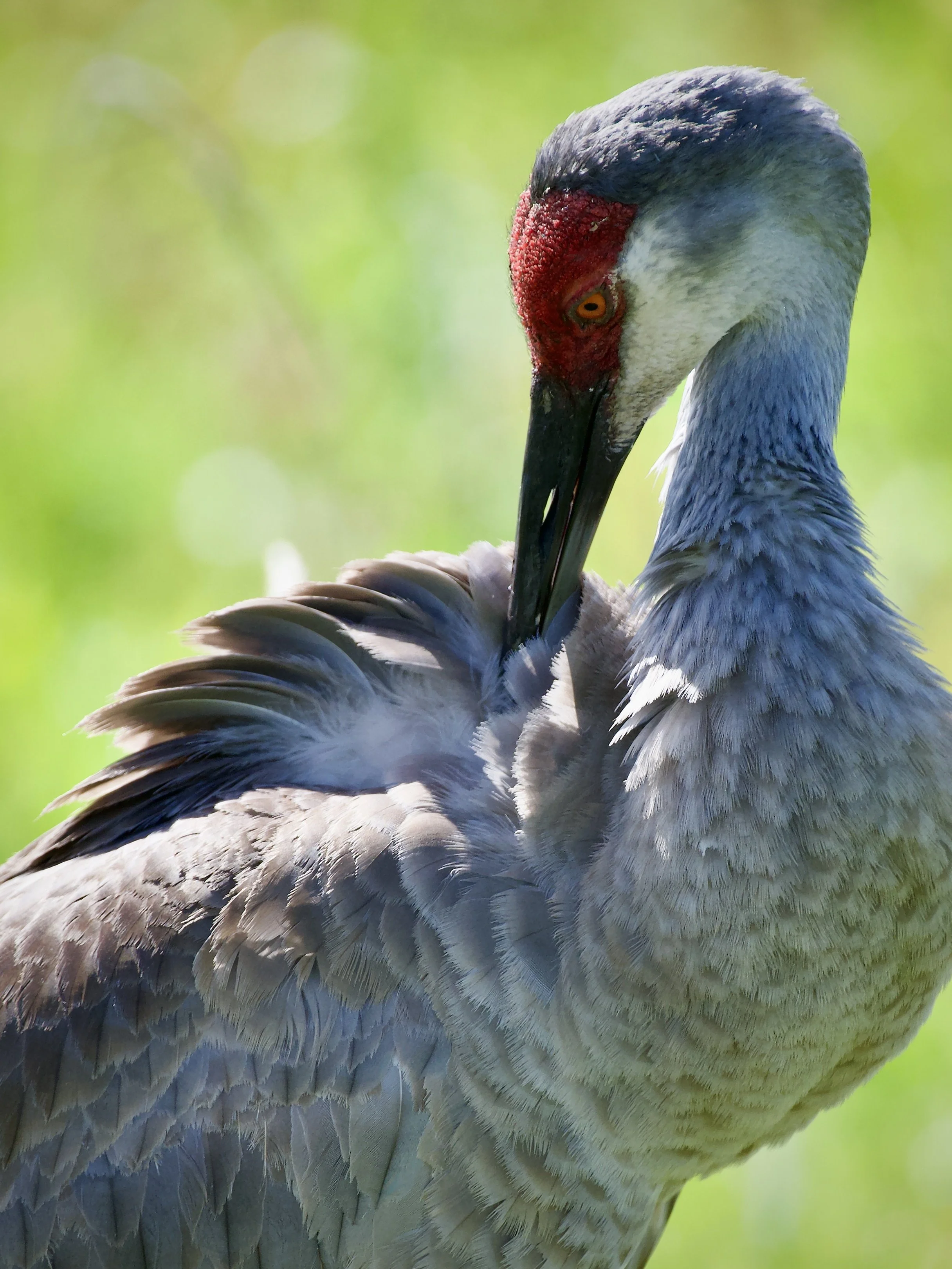 Sandhill crane, Orlando Wetlands