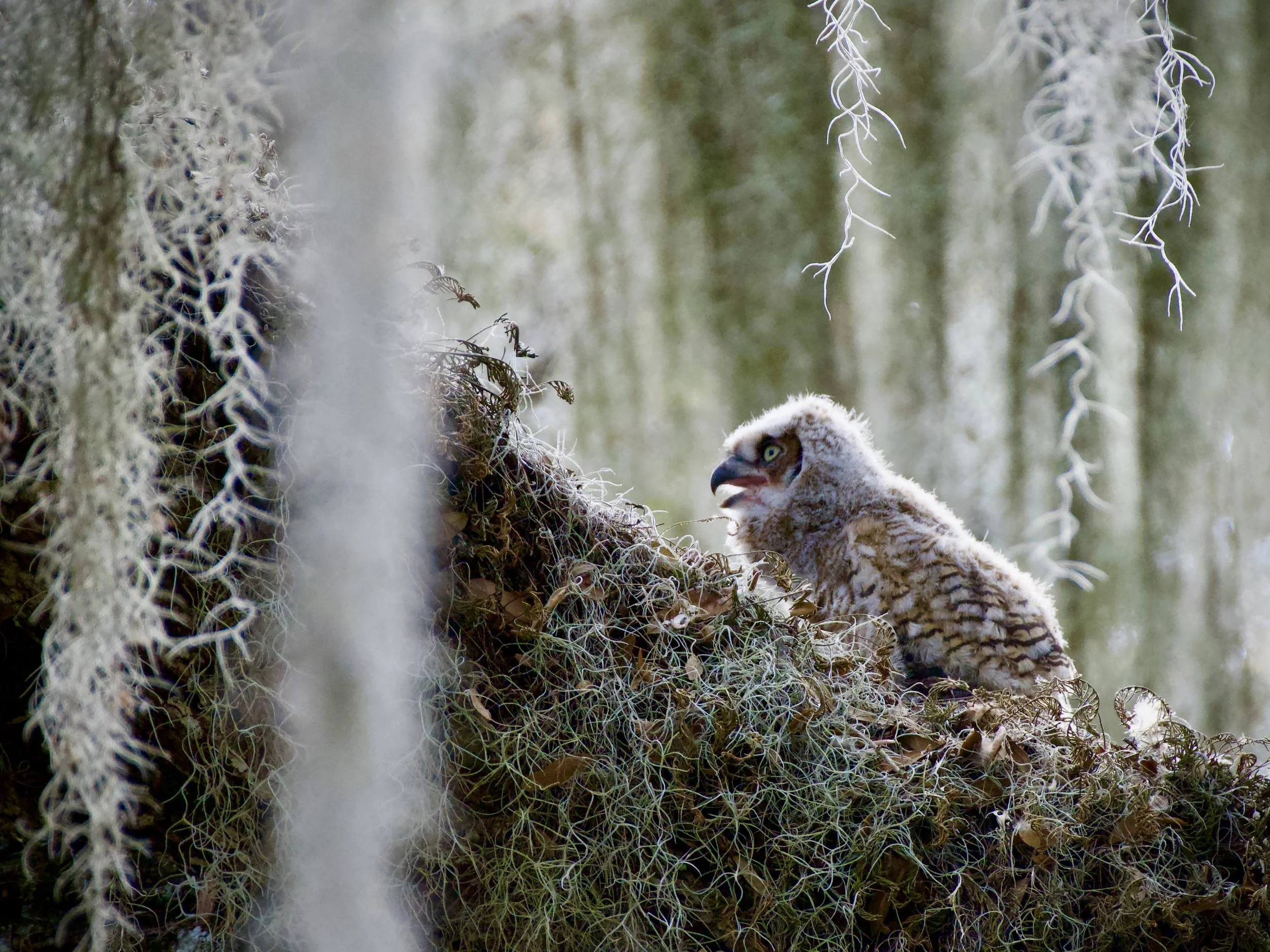Great horned owlet, Lakeland