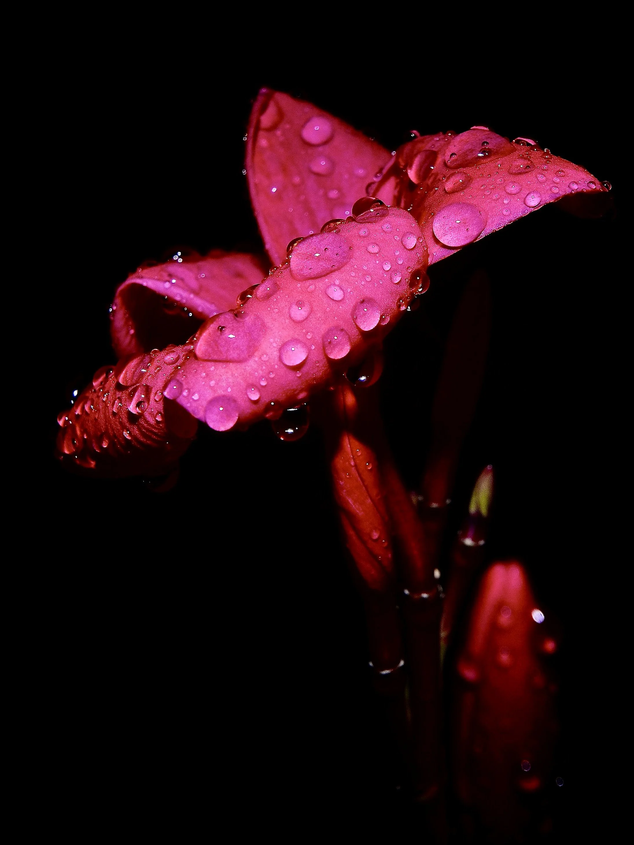 Plumeria, Orlando