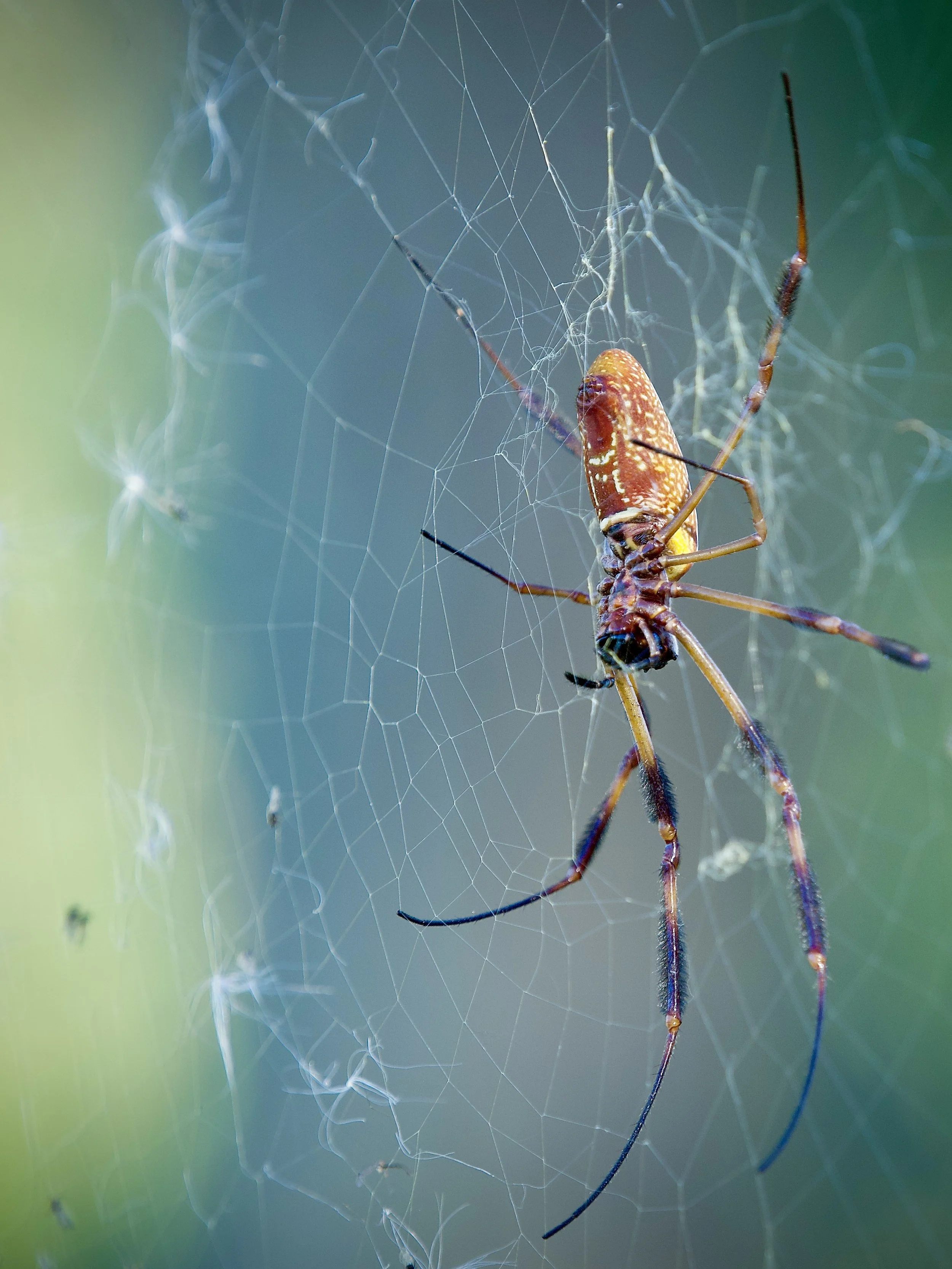Golden Silk Orb-Weaver, Lakeland