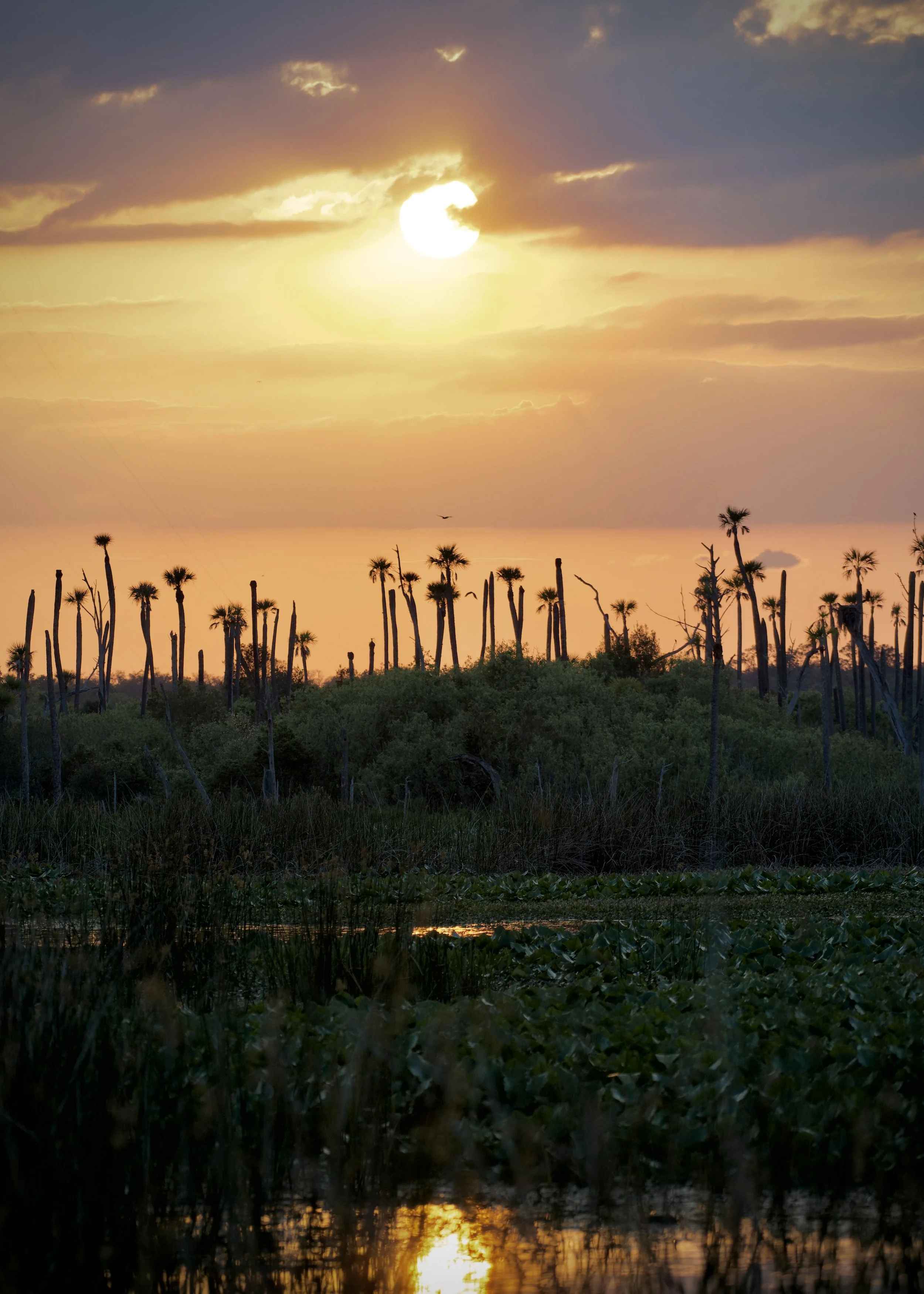 Orlando Wetlands sunset