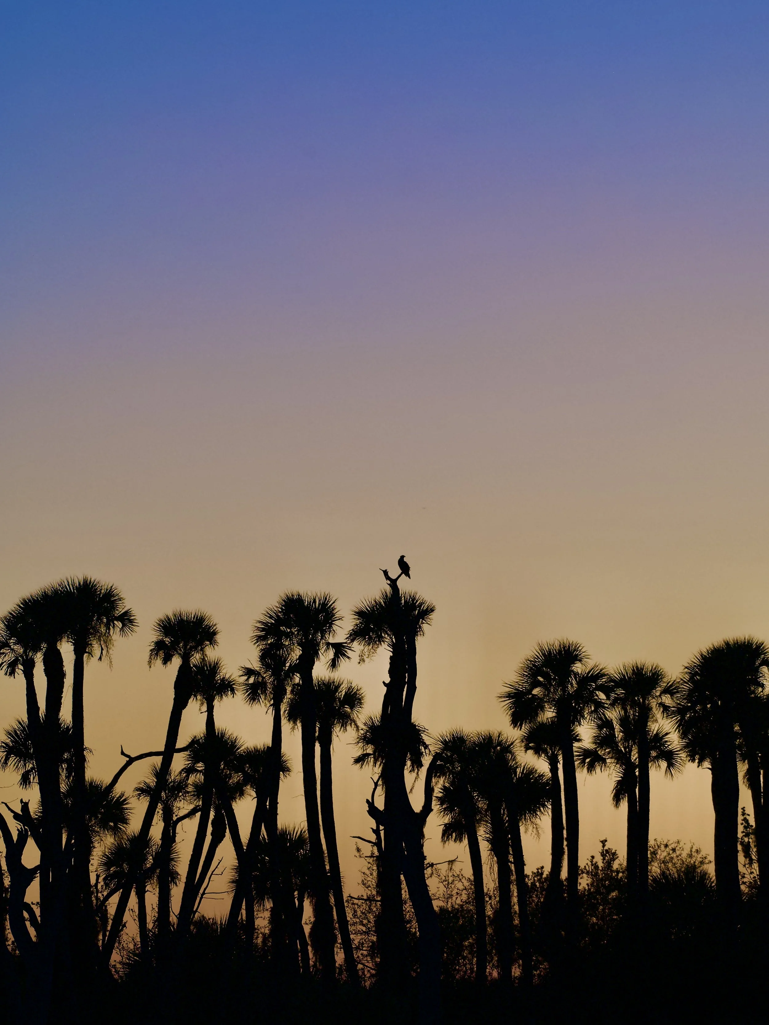 Ombre sky with an osprey, Orlando Wetlands