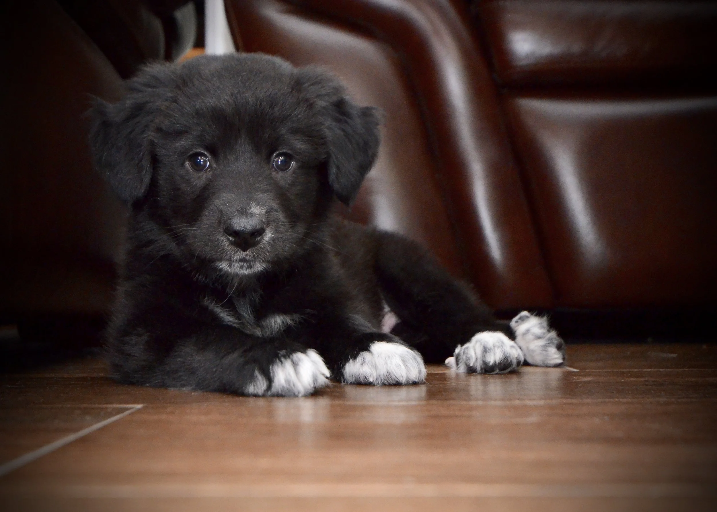 Tiny Tucker