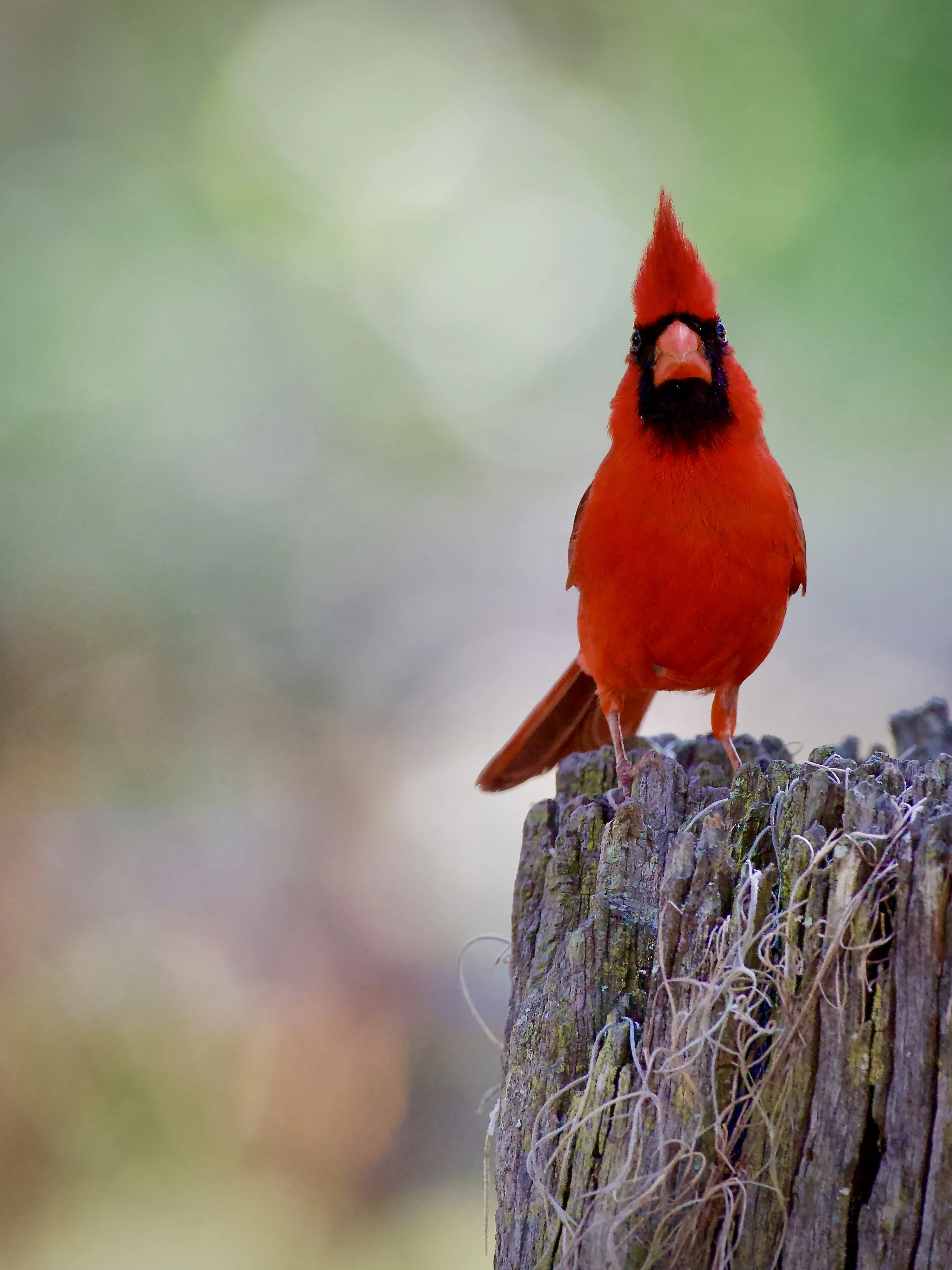 Male northern cardinal, Lakeland