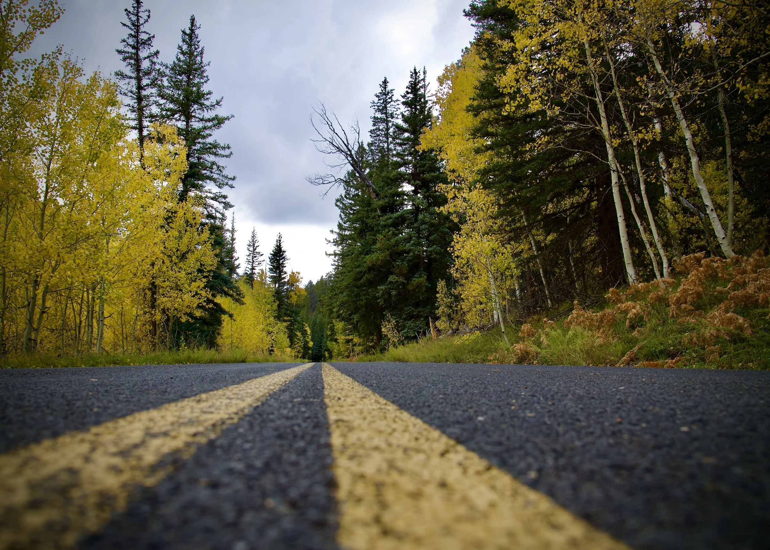 Aspen trees approaching the Grand Canyon