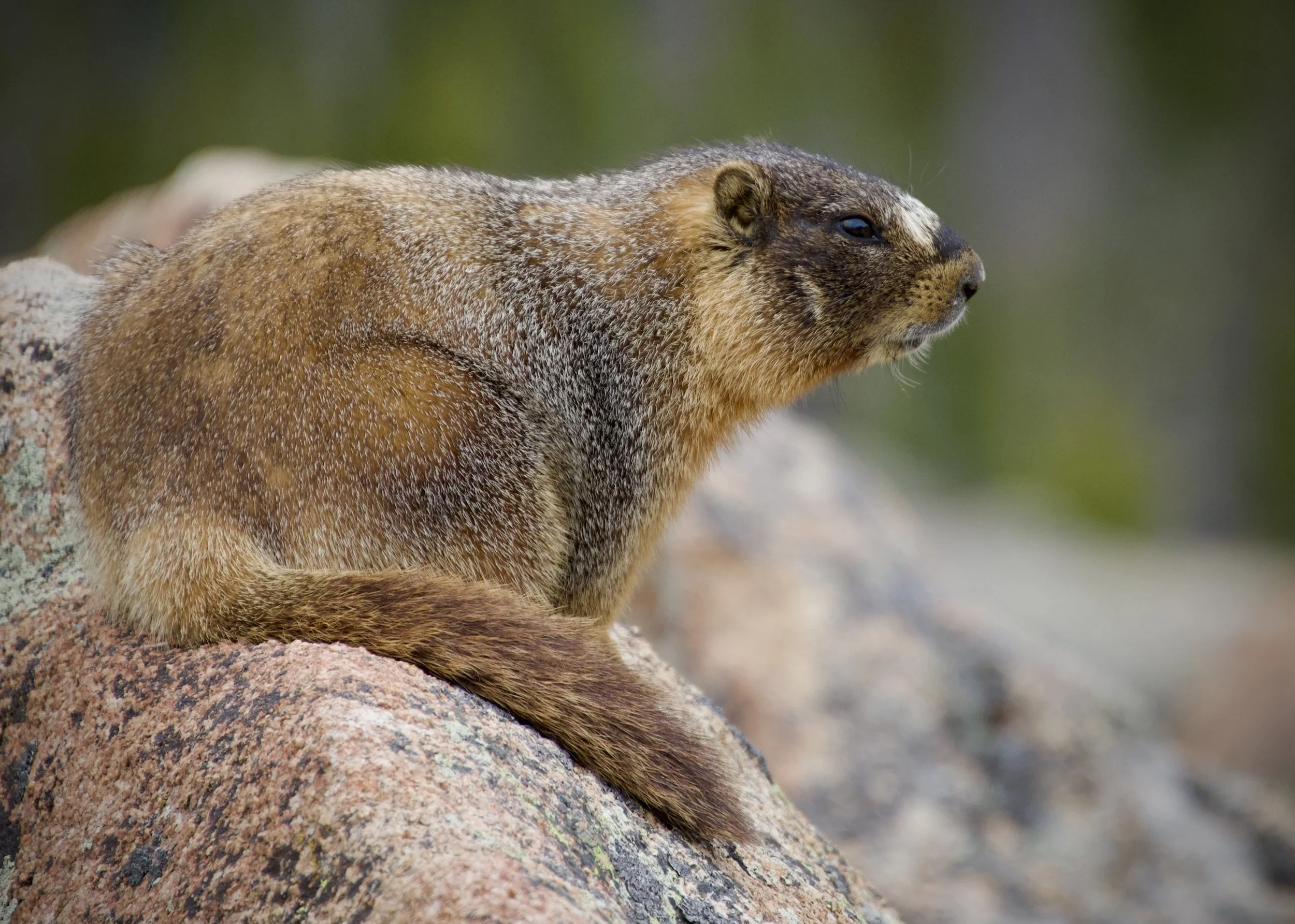 Marmot in Rocky Mountain National Park