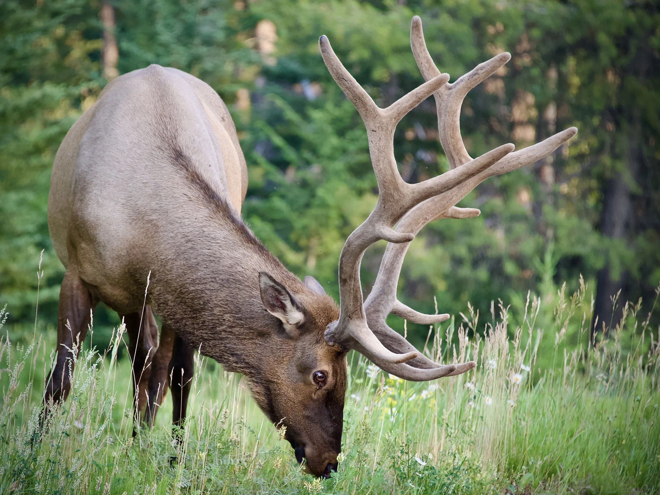 Bull elk in Banff
