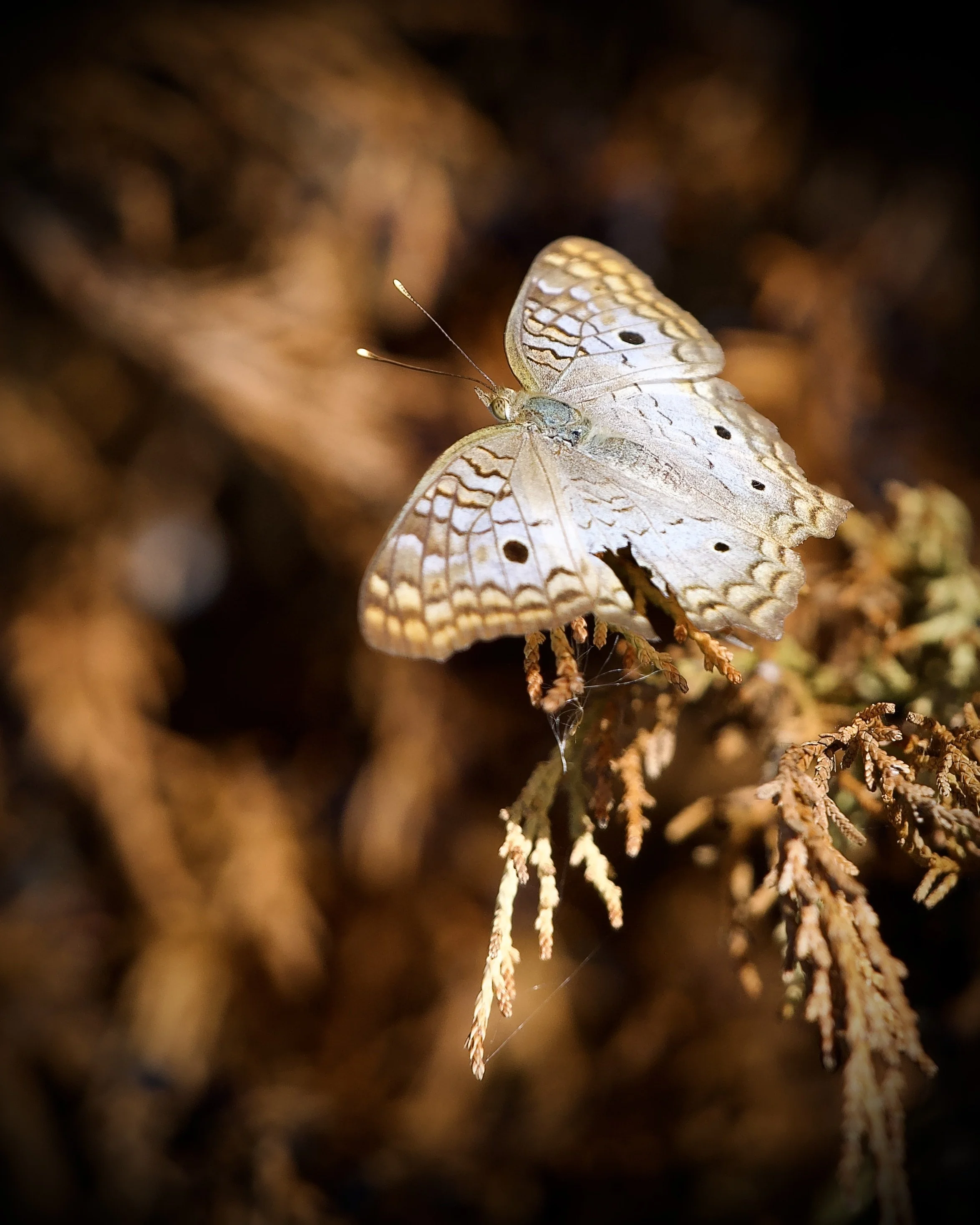 White peacock butterfly, Orlando Wetlands