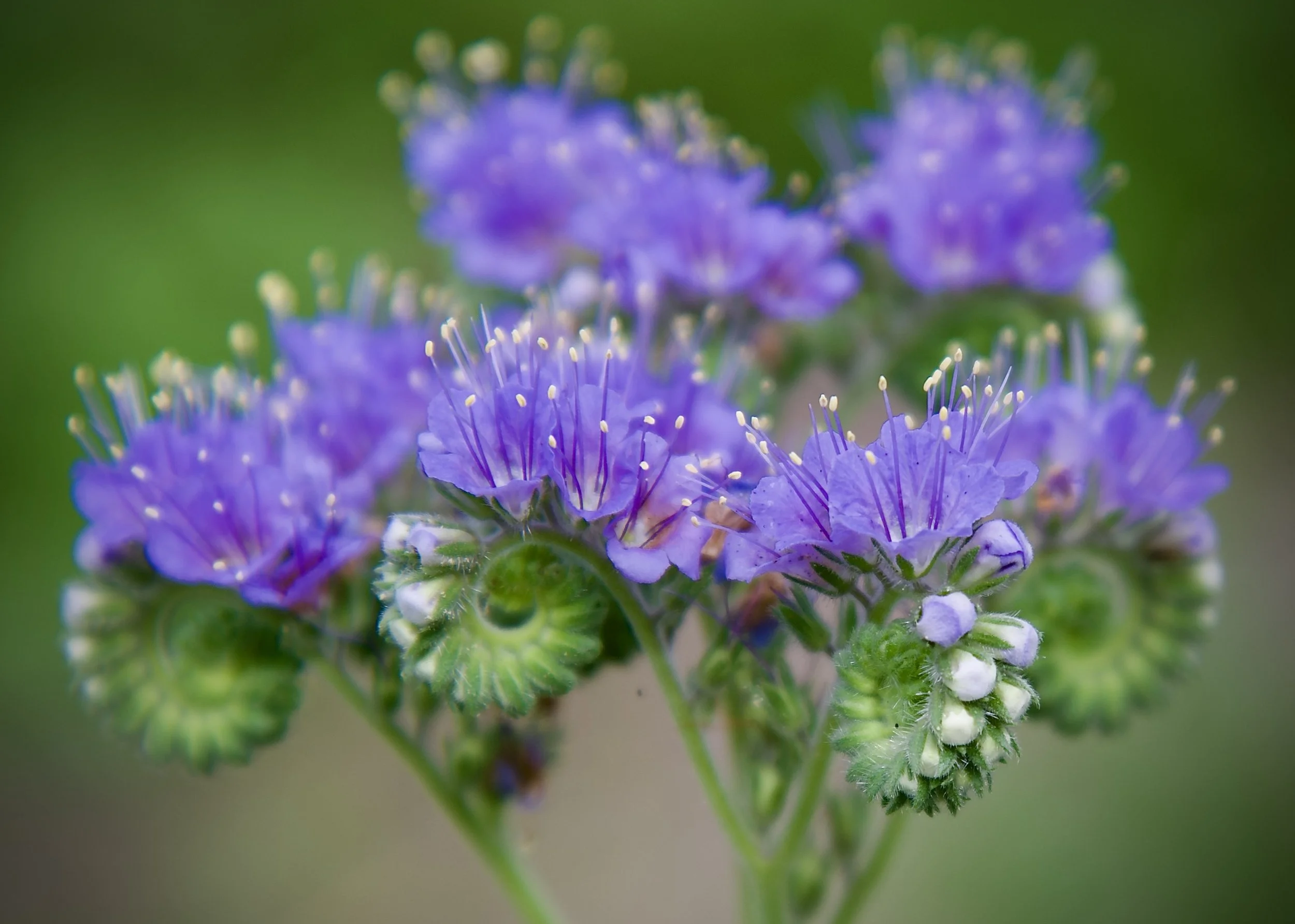 Scorpionweed, Texas