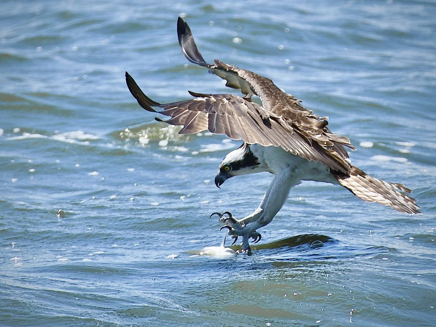 Osprey fishing, Lakeland