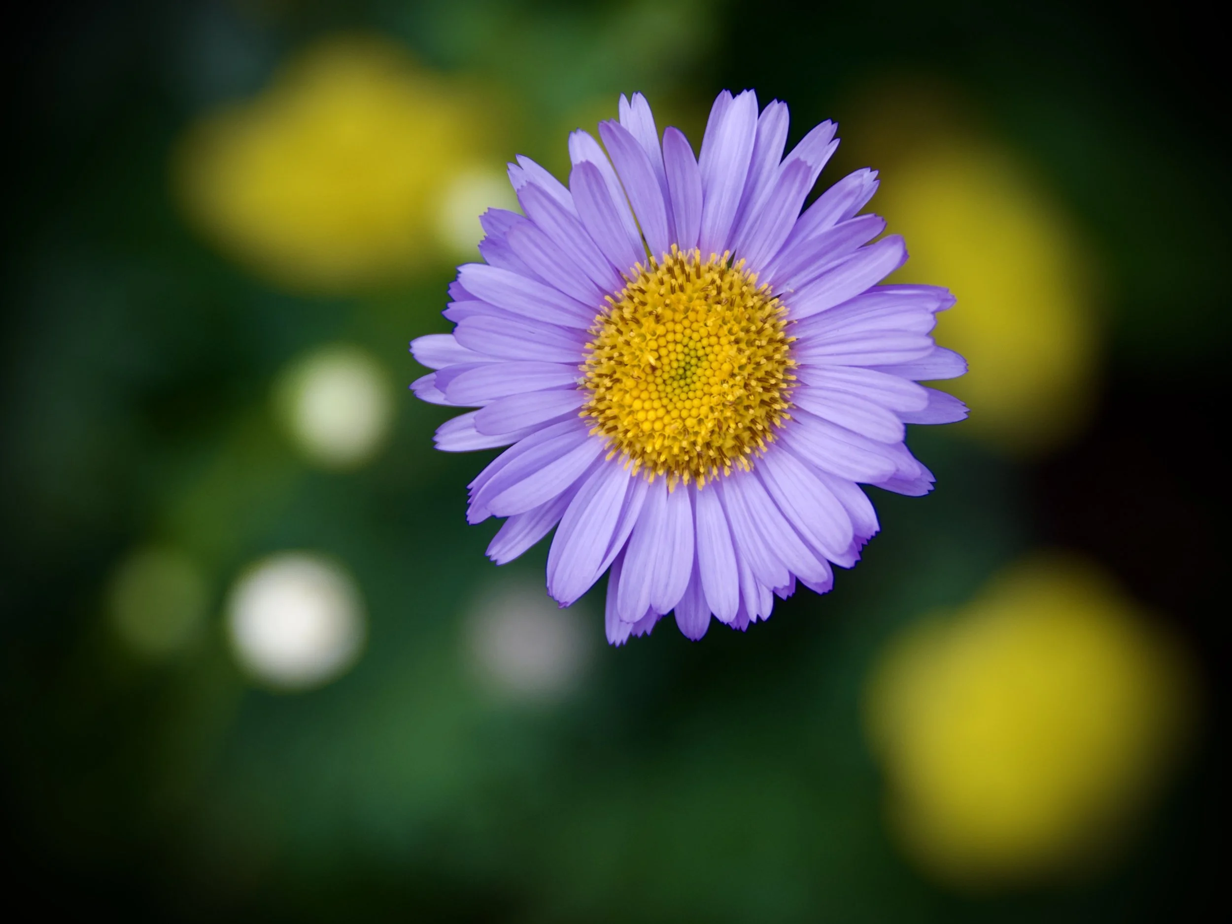 Alpine aster, Banff