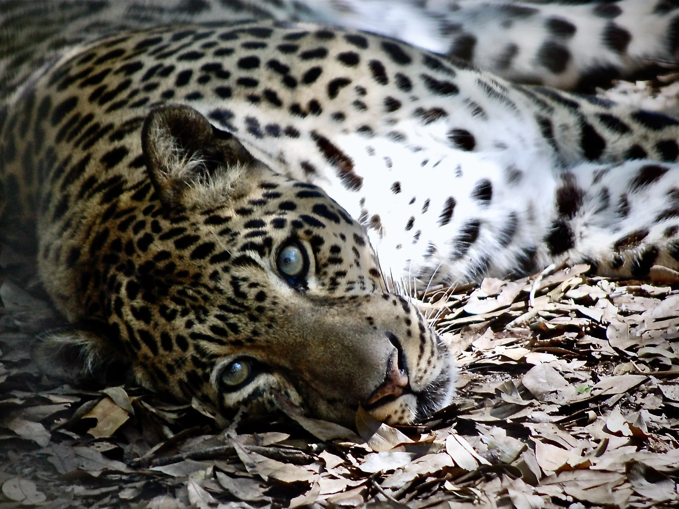 Big Cat Rescue before "Tiger King"  (seriously)