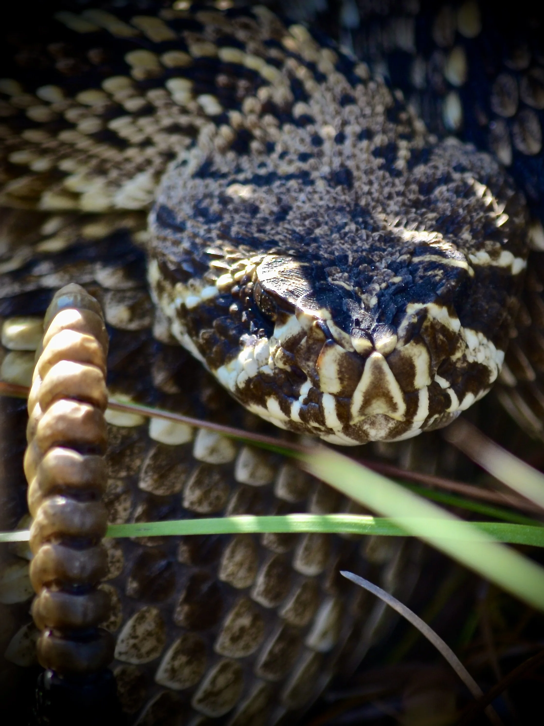 Diamondback rattlesnake, Honeymoon Island